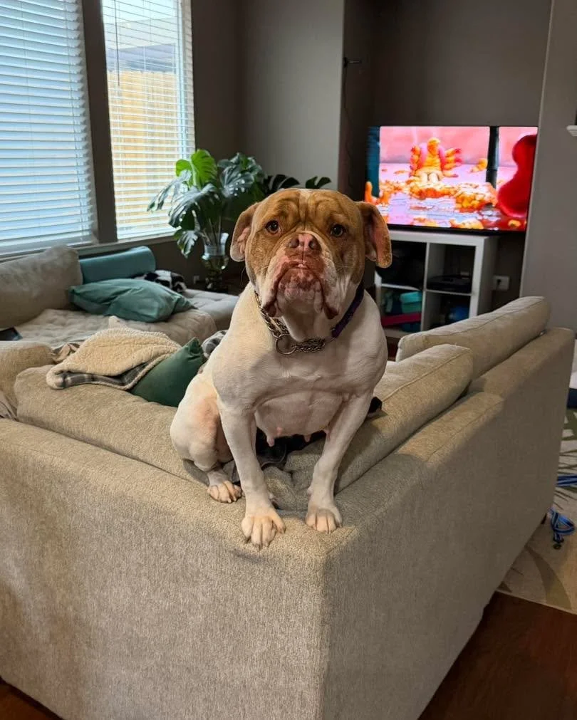 ✨ Adoption Fee Assistance Grant Spotlight! ✨

Thank you to the @petfinderfoundation  for awarding Fosters &amp; Paws the All Love Adoption Grant! 🐶💕

Because of this generous grant, we&rsquo;re able to reduce Lady Beatrix&rsquo;s adoption fee to on