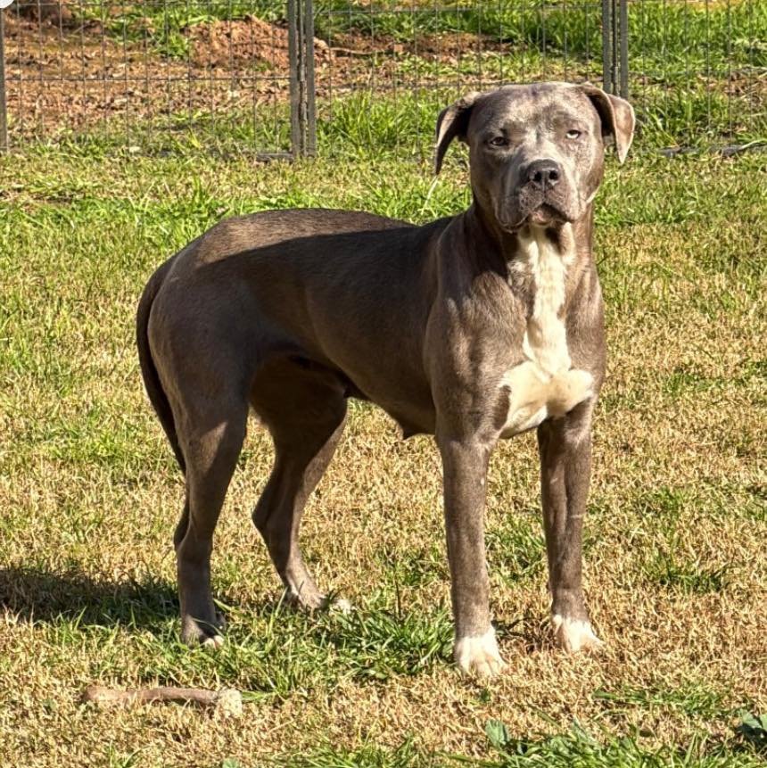 🐾 Meet Stella 🐾

Stella came to us from the shelter with a single puppy after what we believe was a traumatic animal attack. Both had multiple wounds, and heartbreakingly, we lost her puppy. 💔

Stella has clearly endured a lot, and because of that