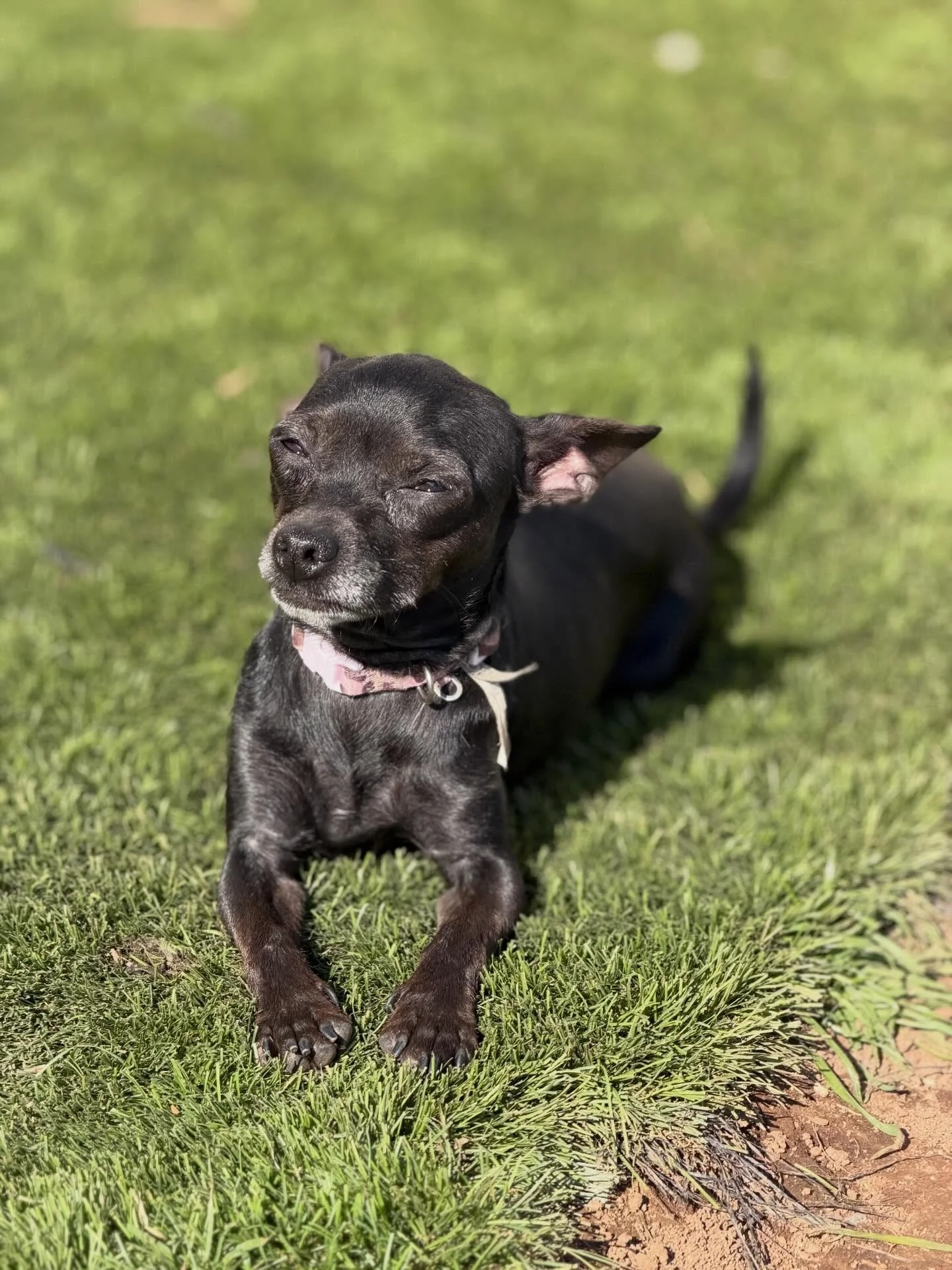 Tiny but mighty in the love department 💕

Meet Kelly &mdash; a teeny little Chihuahua with a HUGE heart! At just 5&ndash;6 lbs, she&rsquo;s the perfect pocket-sized bestie. Kelly plays great with all the dogs in her foster home (big and small), is c