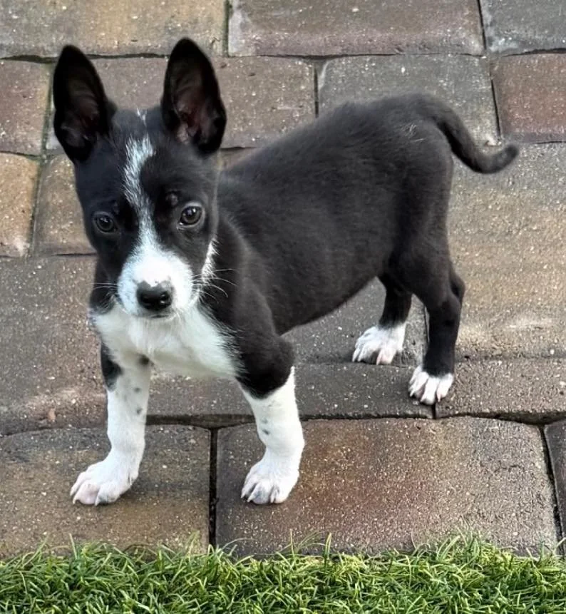 🏈🐶 ADOPTION EVENT THIS SATURDAY! 🐶🏈

📍 Pet Food Express &ndash; Roseville Fountains
🗓 Saturday, February 7
⏰ 11:00 AM &ndash; 2:00 PM

Looking for a new best friend to watch the Super Bowl with? We&rsquo;ve got you covered! 🏟️🐾

We&rsquo;ll h