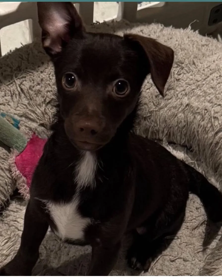 🐾 Matthew Is Still Waiting&hellip; and He&rsquo;s Not Sure Why 🐶💙

After a couple of stalled out applications, this adorable little guy is still searching for his person. Let&rsquo;s not keep him waiting any longer!

Matthew is almost 4 months old