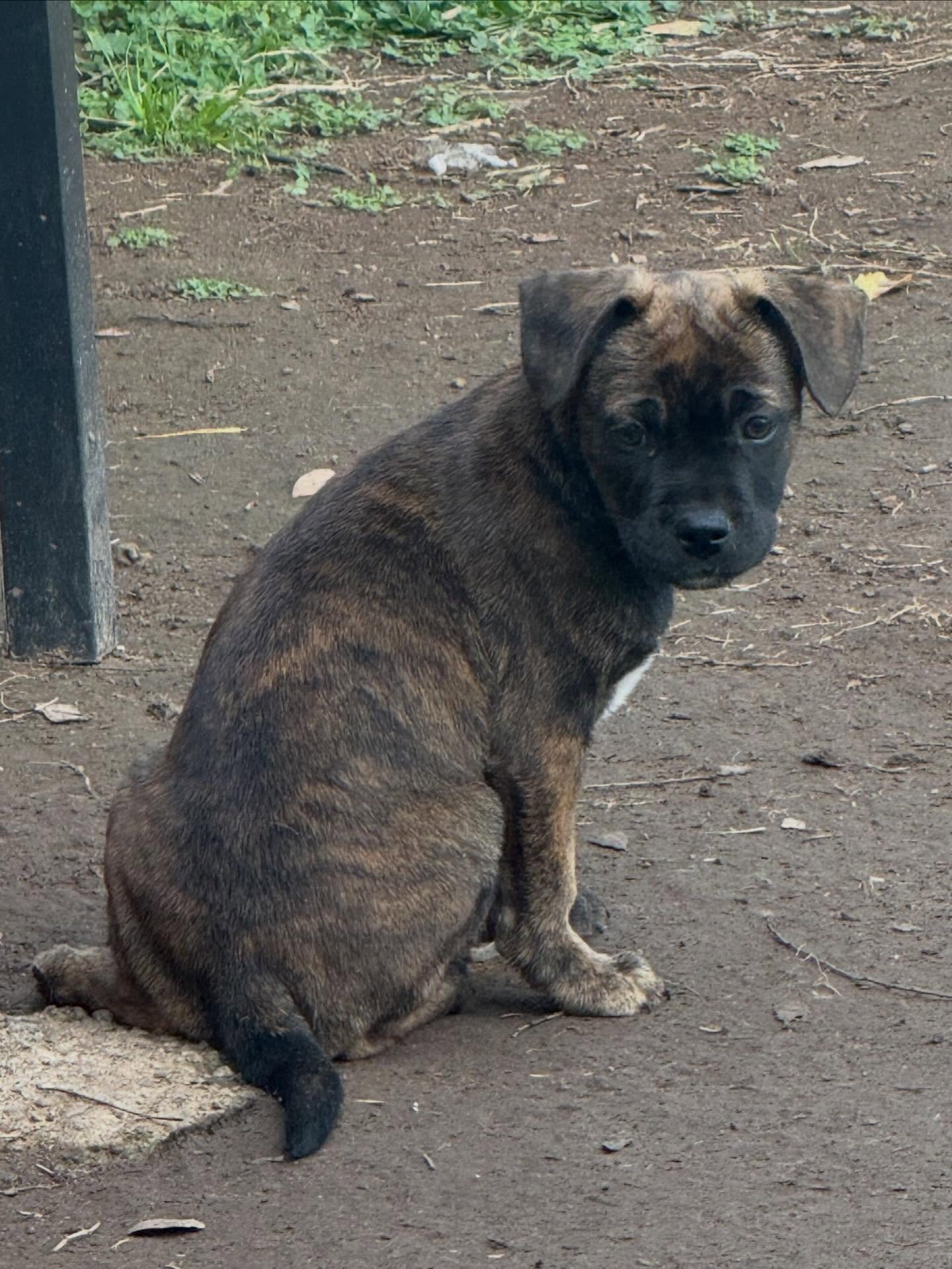 Denali &amp; Dakota 💙💙

Out of a big, beautiful litter we were honored to help, these two boys are the last ones still waiting. And we just know their people are out there.

At 2.5 months old, Denali and Dakota are 52% Frenchie &mdash; and we&rsquo