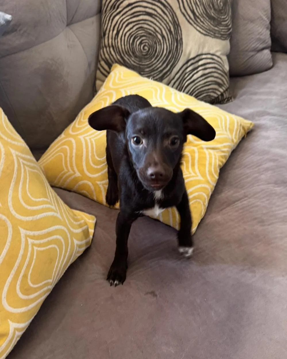 ✨🐾 Meet Our Big Kids on Campus: Matthew, Oak &amp; River! 🐾✨

These three handsome boys are our oldest puppies and they are SO ready for their next chapter! All are over 4 months old, fully vaccinated, fixed, microchipped, and ready to roll 🚀

🐱 