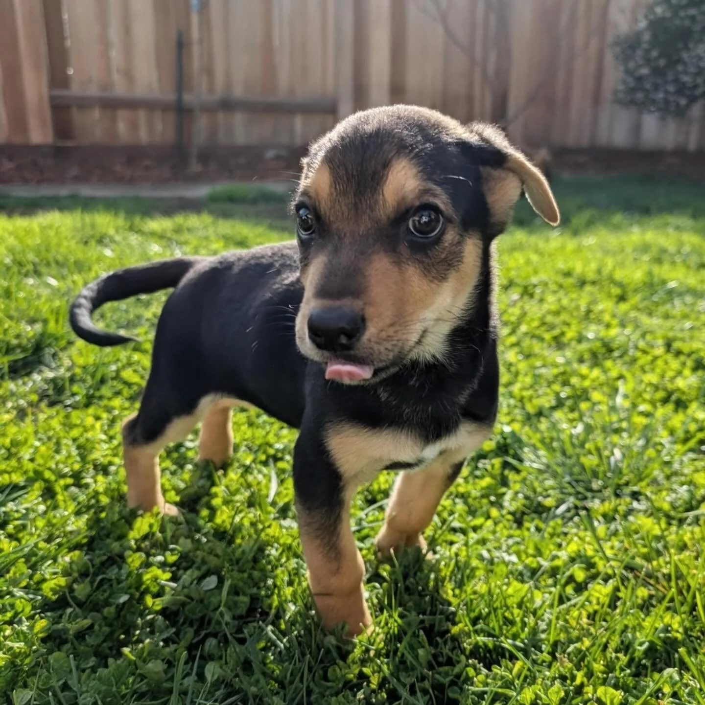 Three little boys. Three tiny newborns. Three lives that could have gone very differently. 🤍🐾

Fritz, Rugar, and Dieter came to us as brand-new babies, needing everything. Our incredible bottle-baby master Peggy stepped in and gave them round-the-c