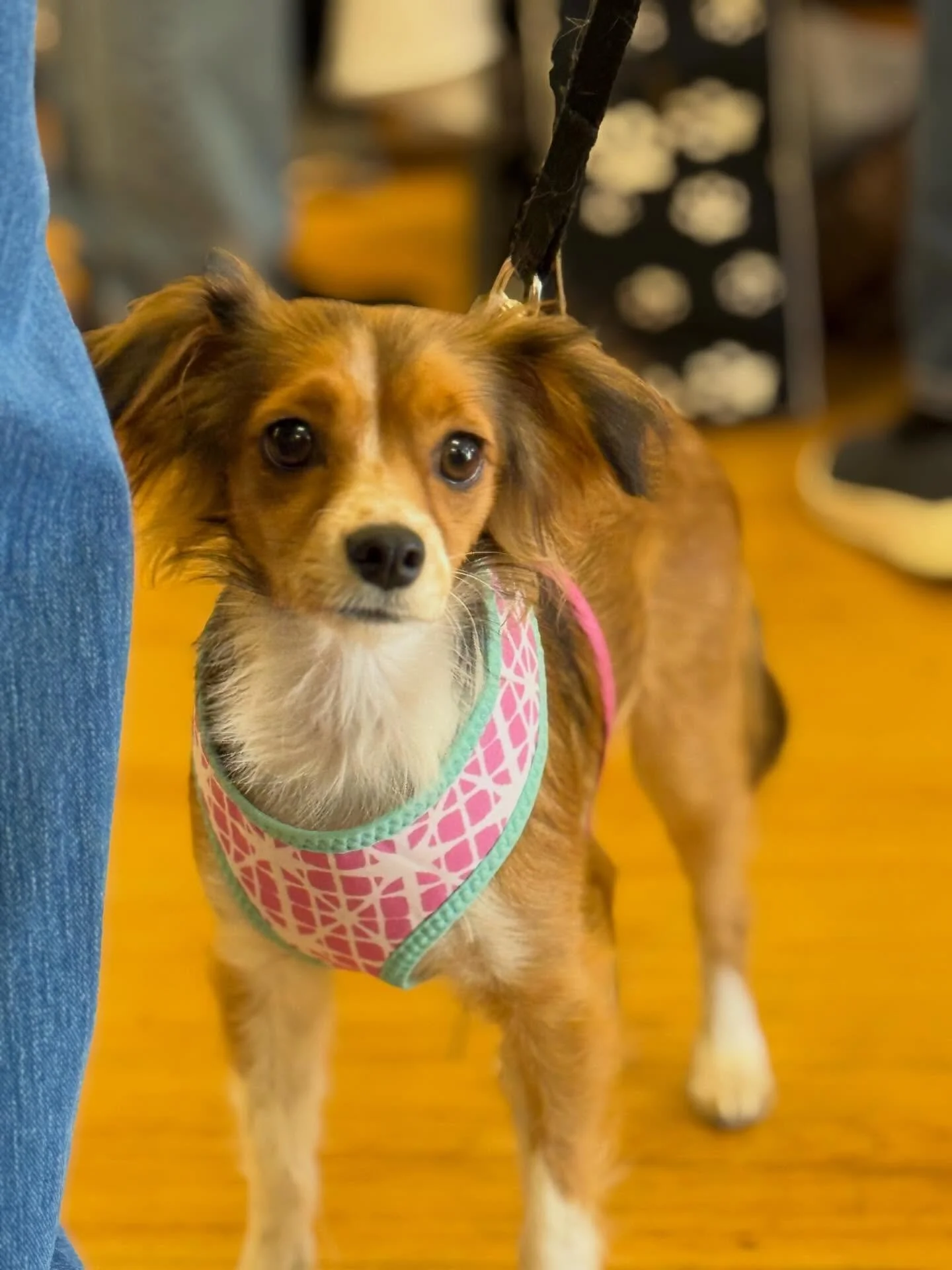 👑 All Hail Queen Camilla! 👑

This precious little mama came to us while she was still nursing her puppies, giving every ounce of love she had to her babies. She has the gentlest soul and the sweetest heart &mdash; the kind of girl who just wants to