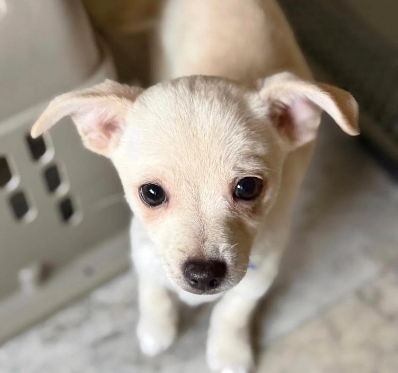 🎉🐾 Adoption Event Alert! 🐾🎉

We&rsquo;re popping up at Ben&rsquo;s Barket Place this Saturday from 11&ndash;2pm at Sunrise &amp; Greenback &mdash; and we&rsquo;re bringing the cuteness with us!

Come meet amazing puppies and a few awesome adult d