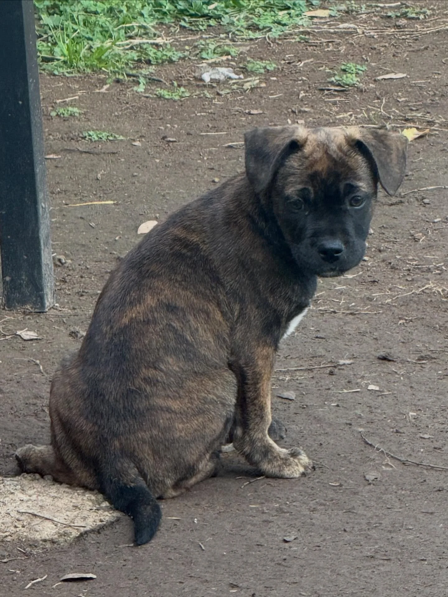 Denali &amp; Dakota 💙💙

Out of a big, beautiful litter we were honored to help, these two boys are the last ones still waiting. And we just know their people are out there.

At 2.5 months old, Denali and Dakota are 52% Frenchie &mdash; and we&rsquo