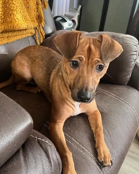 Meet Genji: Professional Overthinker, Champion Cuddler

Genji would like you to know a few important things about himself:

🚗 Car rides longer than 10 miles? Hard pass. He gets a little queasy and would prefer short trips or front-seat emotional sup