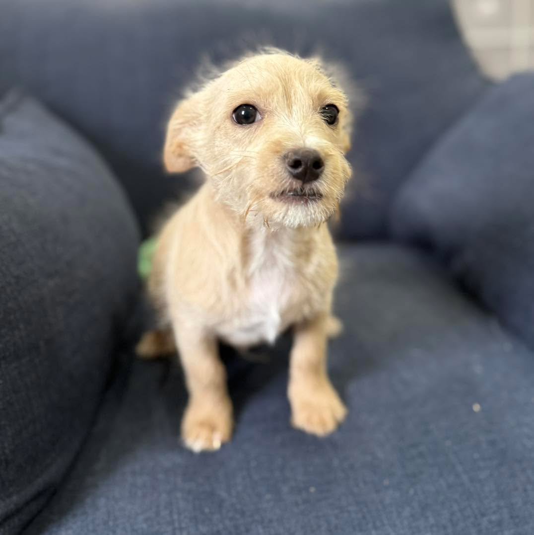 UPDATE! Apparently a number of you fell in love with this little guy! We have a bunch of applications to sort through! So if you applied be on the look out for an email from the adoption team! 

Meet Winston 🐾

This adorable 5-month-old terrier mix 