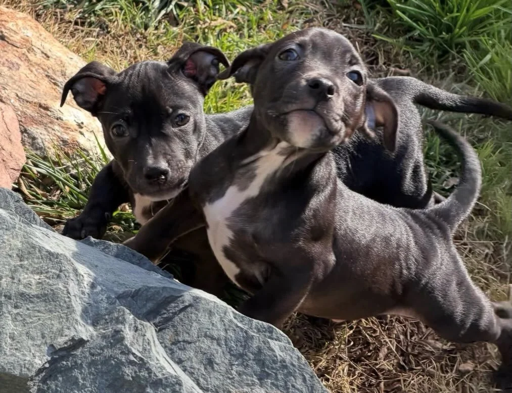 We&rsquo;re headed to Ben&rsquo;s Barketplace today from 11am&ndash;2pm and we&rsquo;re bringing the cuteness with us! 🐾💛

We&rsquo;ll have both adorable puppies and amazing adult dogs ready to meet their future families. If you&rsquo;ve been think