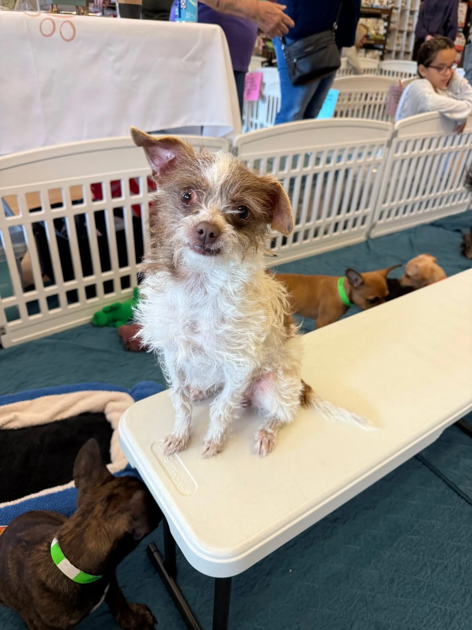 Meet Pippa 💕

Pippa is a tiny little lady with the sweetest face and the cutest little smile you&rsquo;ve ever seen. She may be small, but her heart is HUGE!

This precious girl loves to cuddle and will happily curl up right next to you for movie ni