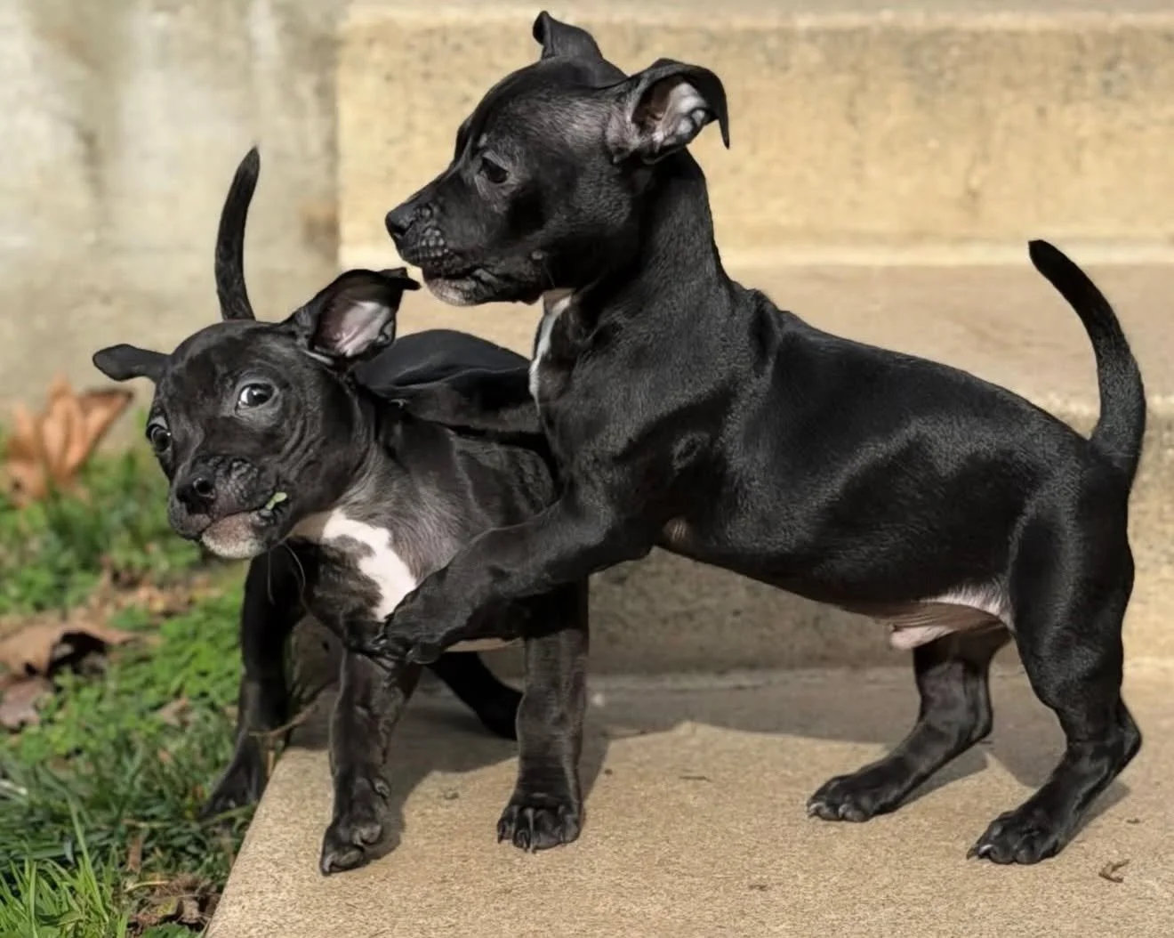 Okay we need to make a very serious announcement&hellip;

About Nick &amp; Joe (yes, the Jonas Brothers) 🎤🐶

We may have made a tiny mistake when we told you what breed mix we thought they were. Originally we said Staffie/pittie mix&hellip;

But af