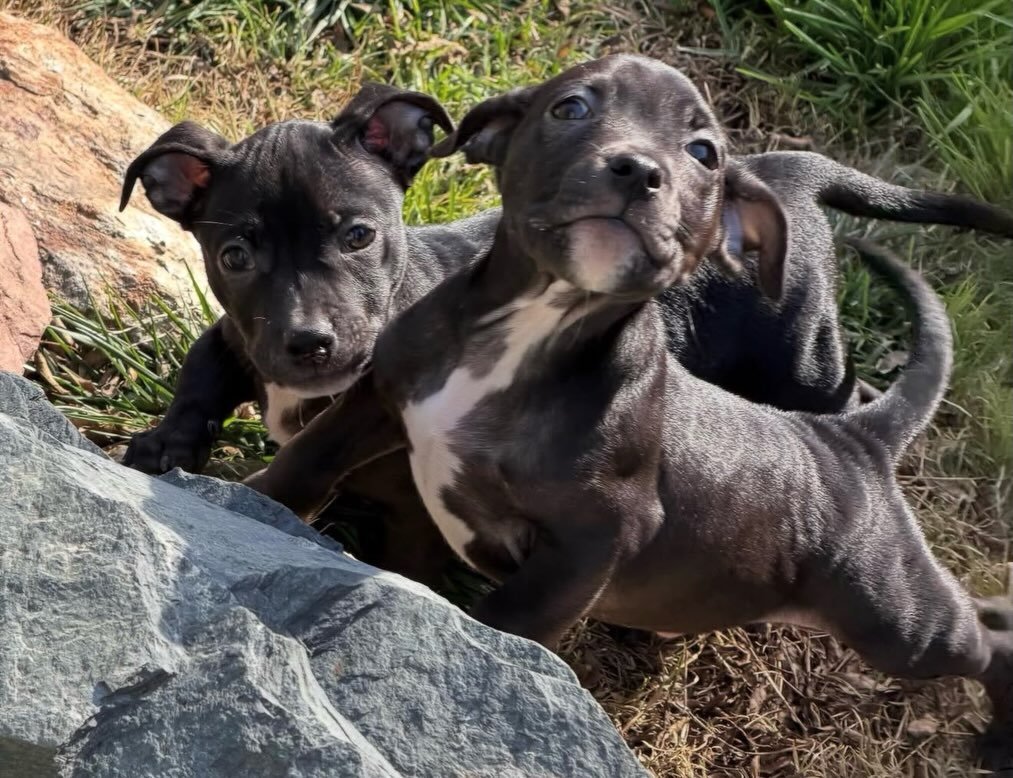 We&rsquo;re headed to Ben&rsquo;s Barketplace today from 11am&ndash;2pm and we&rsquo;re bringing the cuteness with us! 🐾💛

We&rsquo;ll have both adorable puppies and amazing adult dogs ready to meet their future families. If you&rsquo;ve been think