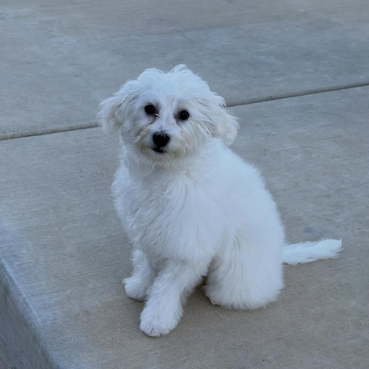 Meet Jess (formerly Kettle) &mdash; your shadow, your sidekick, your heart dog.  Jess is the kind of dog who doesn&rsquo;t just love his person&hellip; he chooses them. Wherever you go, he&rsquo;s happy to tag along, content just being near you. Erra