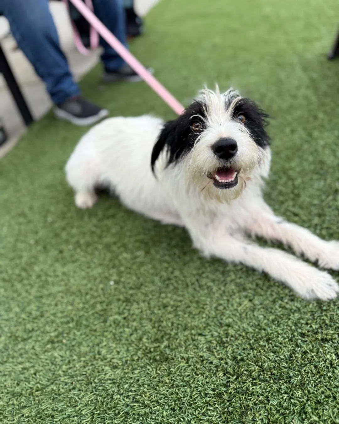 Camille has officially clocked out of mom duty&hellip; and she is READY for the good life 💕🐾

This sweet girl came to us nursing her puppies, giving them everything she had. Now that her babies are off finding their own families, it&rsquo;s finally