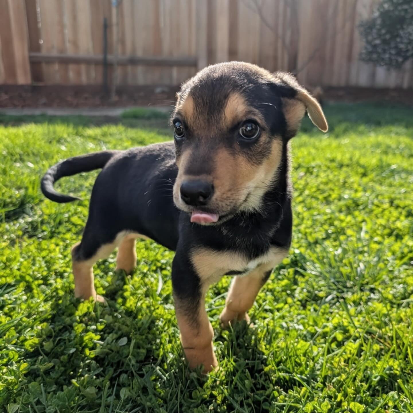 Three little boys. Three tiny newborns. Three lives that could have gone very differently. 🤍🐾

Fritz, Rugar, and Dieter came to us as brand-new babies, needing everything. Our incredible bottle-baby master Peggy stepped in and gave them round-the-c