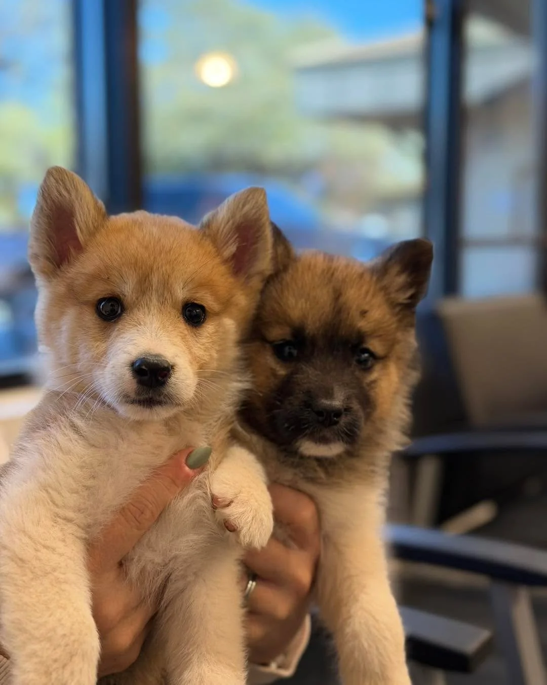 🐾 Adoption Event This Saturday! 🐾

Come see us Saturday at Pet Food Express in Roseville from 11:00 AM &ndash; 2:00 PM! We&rsquo;ll be bringing some adorable puppies and a couple of our wonderful adult dogs who are all hoping to meet their forever 