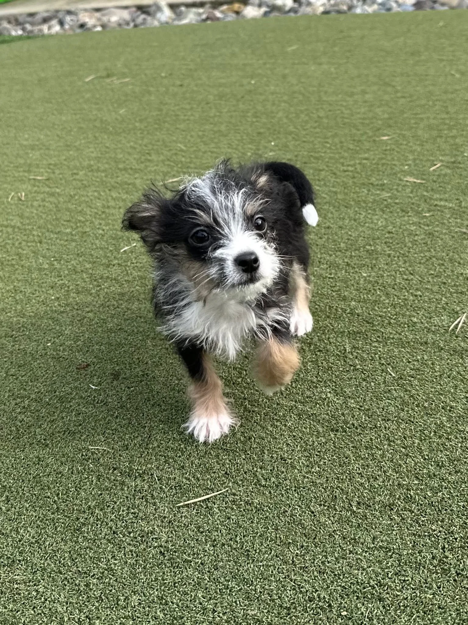 🎉🐾 DOUBLE THE EVENTS, DOUBLE THE CUTENESS THIS WEEKEND! 🐾🎉

We&rsquo;re popping up in TWO places and we can&rsquo;t wait to see you!

  2/28 PetSmart &ndash; Folsom
🕚 11:00 AM &ndash; 2:00 PM
📍 2705 E Bidwell St, Folsom, CA 95630

  3/1 Kitchen