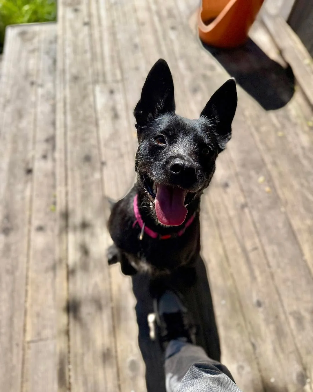 Meet Lena &mdash; the girl with a huge heart and even bigger zoomies! 🐾

Lena has been recovering from spay surgery and doing amazingly well in her foster home. She&rsquo;s incredibly sweet, loving, and one of those dogs that just wants to be part o