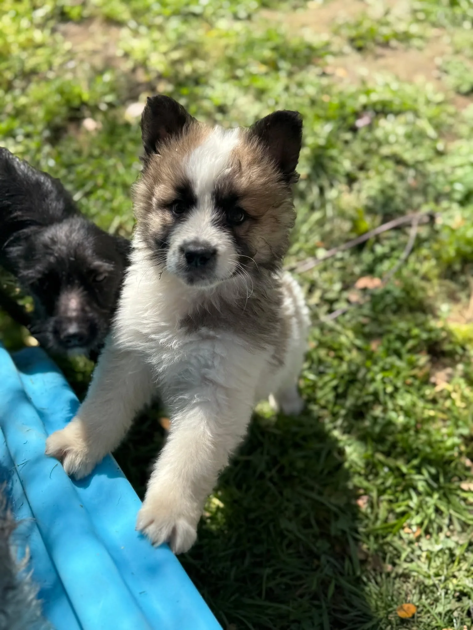 🐾 Warning: Extreme Levels of Fluff Ahead! 🐾

Meet Tucker, Clay, Kora, and Briar &mdash; four of the fluffiest puppies you may ever see!
These adorable pups came to us from the shelter, and we were told their mom was an Australian Shepherd and dad w