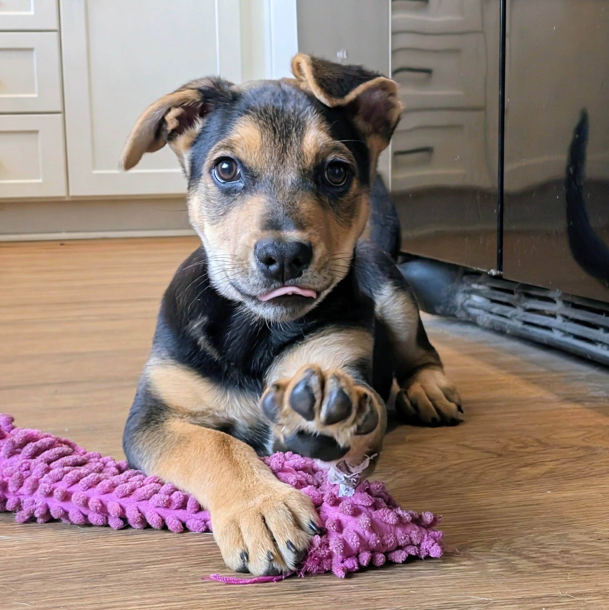 💔 Why is Fritz still waiting?

His brothers have already been adopted&hellip;
But Fritz is still here.

And honestly? We can&rsquo;t understand why.

This 2.5-month-old sweetheart came into rescue as a tiny bottle baby, needing round-the-clock care 