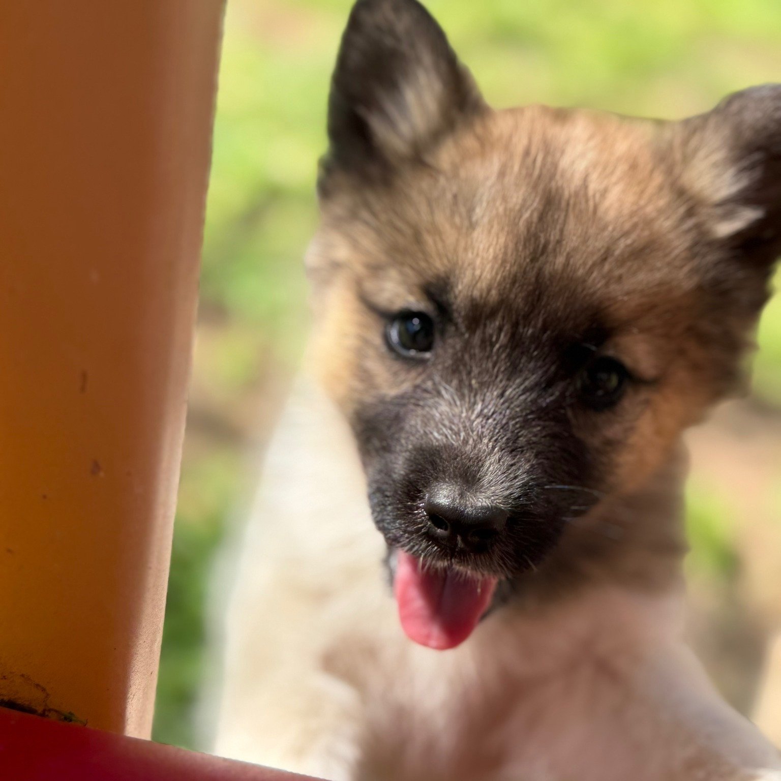 ❤️ Your Best Friend Is Waiting

Somewhere in rescue right now is the dog who will become your hiking partner, couch buddy, and loyal best friend.

Our adoptable dogs come spayed/neutered, vaccinated, and microchipped &mdash; and most importantly, the