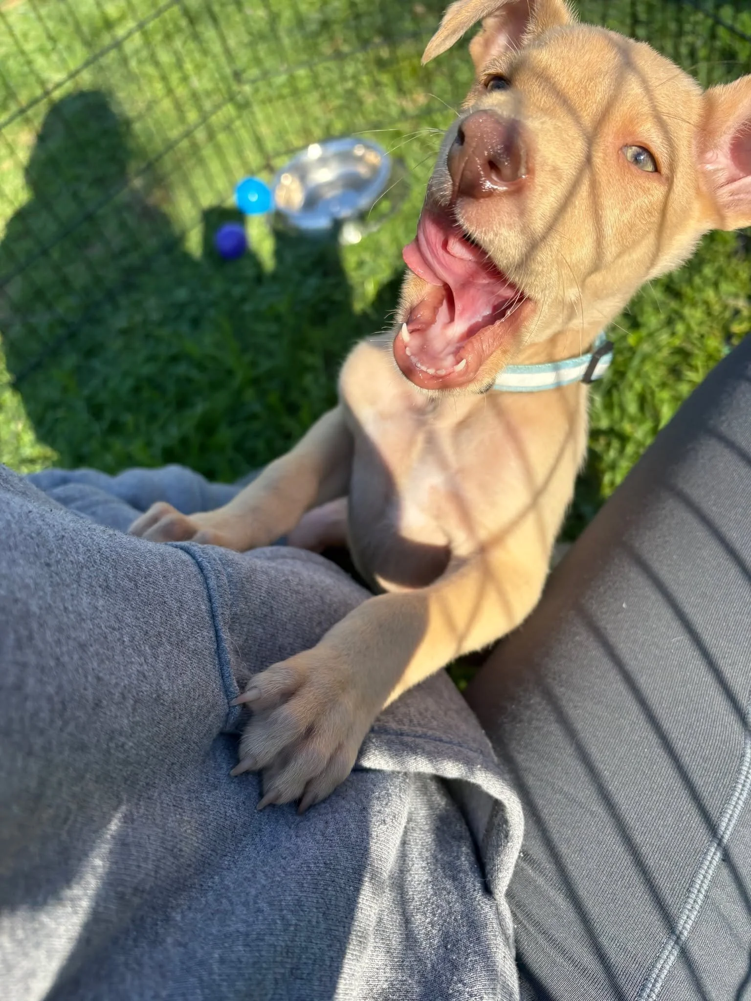 🥤 Meet Fizz! 🥤

Fizz may have a bubbly name, but this sweet boy has a calm, gentle soul that makes him incredibly easy to love. He&rsquo;s a precious pup who approaches the world with patience and a kind heart.

Fizz enjoys playtime and happily joi