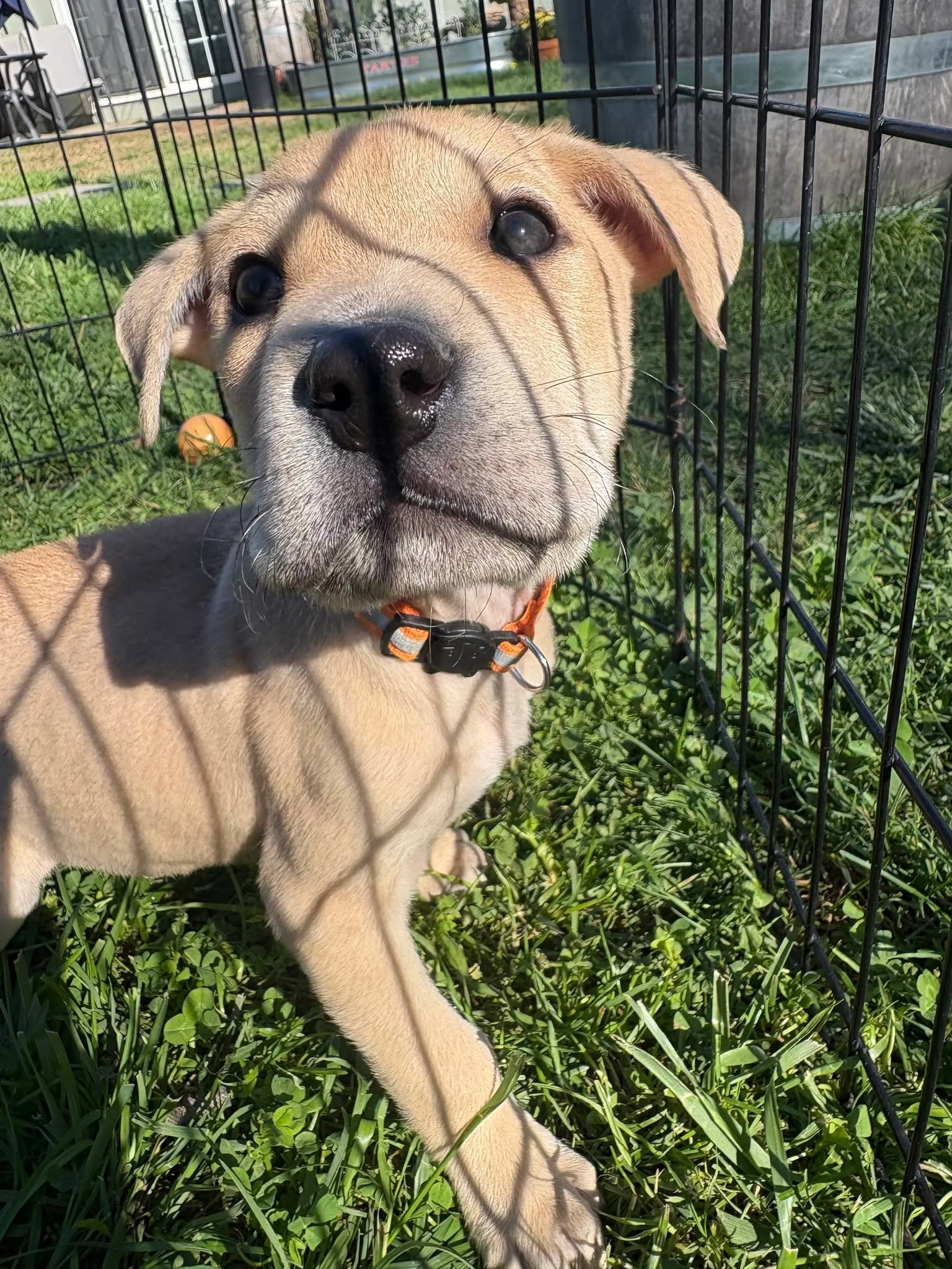 🐻 Meet Gummy Bear! 🐻

Just like his name, Gummy Bear is sweet, soft, and impossible not to love. This precious little pup has a calm and gentle nature that makes him a joy to be around. He&rsquo;s the kind of puppy who quietly takes in the world ar