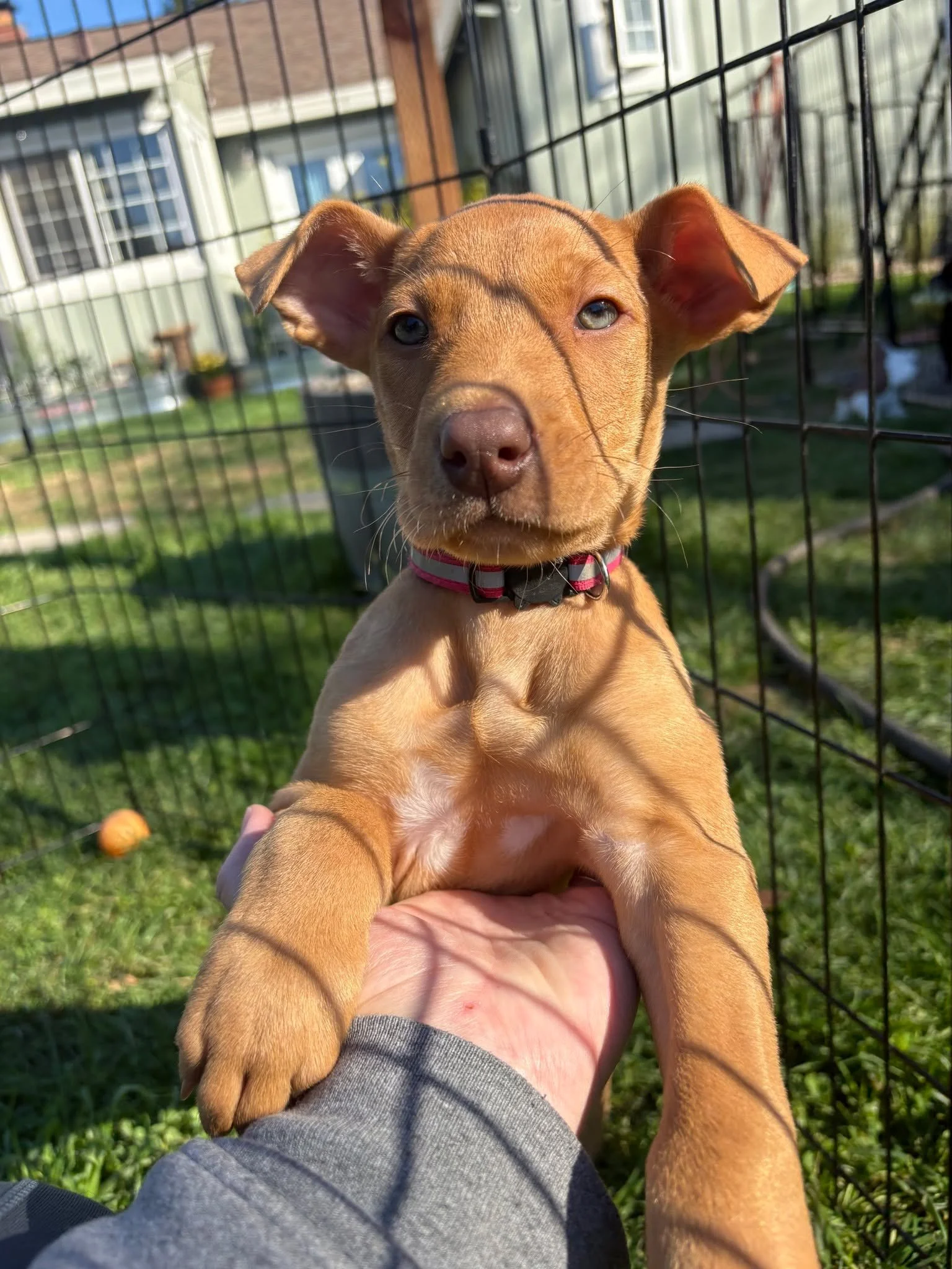 🌈 Meet Skittles! 🌈

Just like her name, Skittles is a little burst of sweetness and color in puppy form. This adorable girl is playful, happy, and absolutely full of love. With her beautiful face and joyful personality, she has a way of making ever