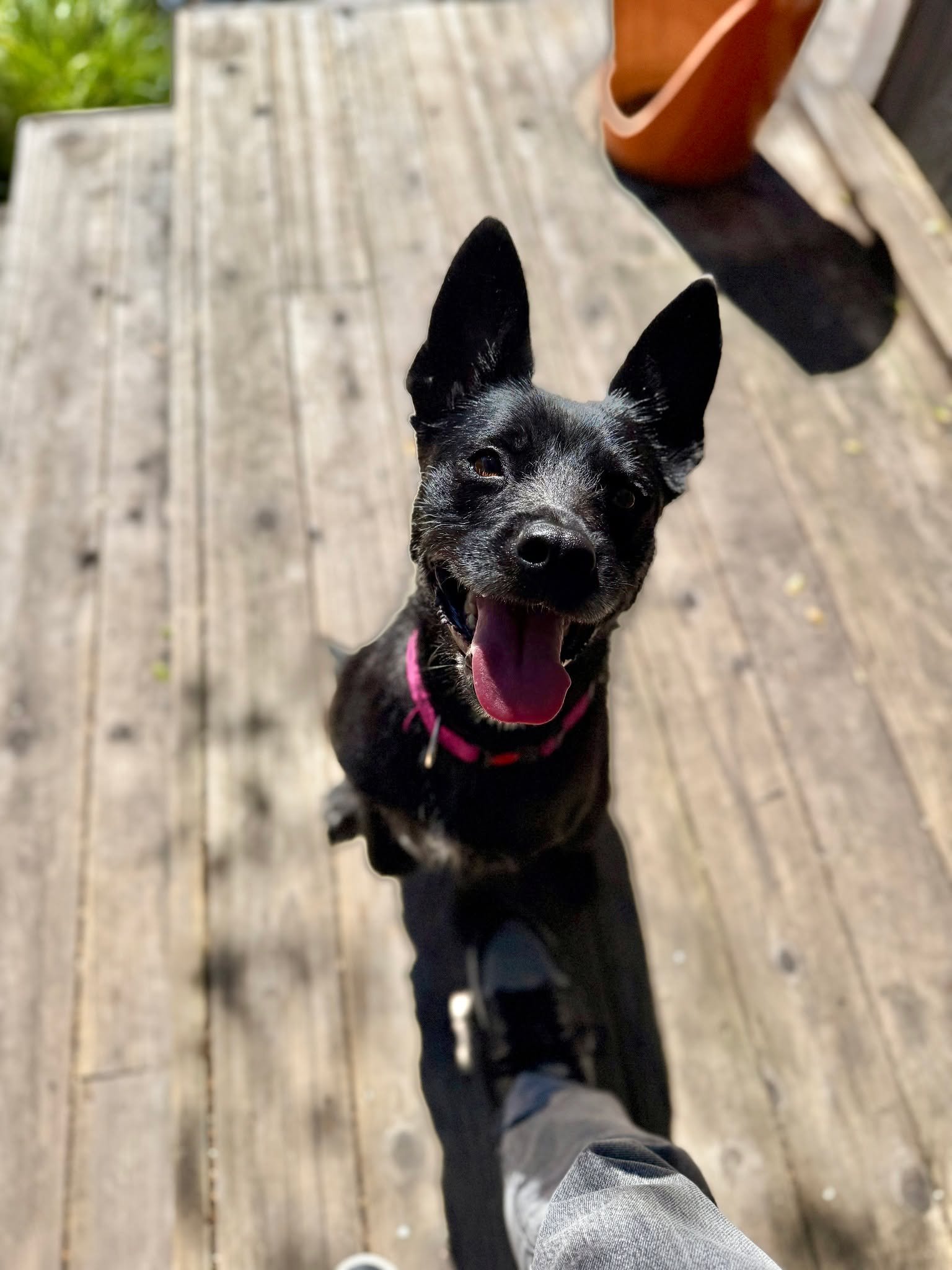 🐾 The Sisterhood of the Traveling Pants Litter 🐾

Some families come in all shapes and sizes&hellip; and this one just happens to come with three adorable girls looking for their forever homes. 💕

Meet Lena and her two daughters, Bridgette and Tib