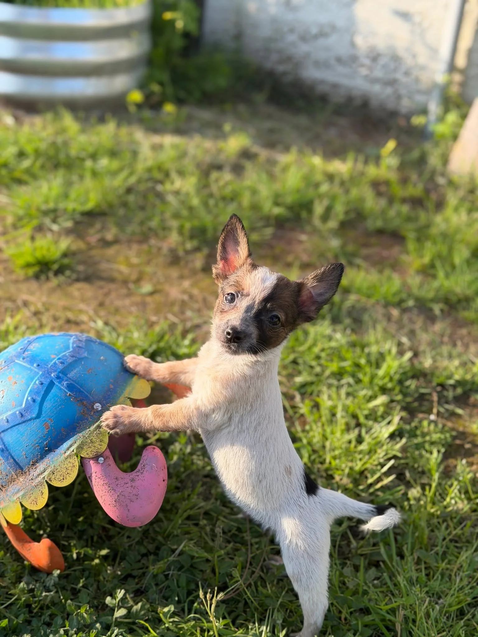 🌟 Thank You to Our Amazing Gala Sponsors! 🌟

As we gear up for the Fosters &amp; Paws 2026 Gala on April 18th at the Auburn Fairgrounds, we want to pause and give a huge THANK YOU to the incredible businesses and individuals who have already steppe