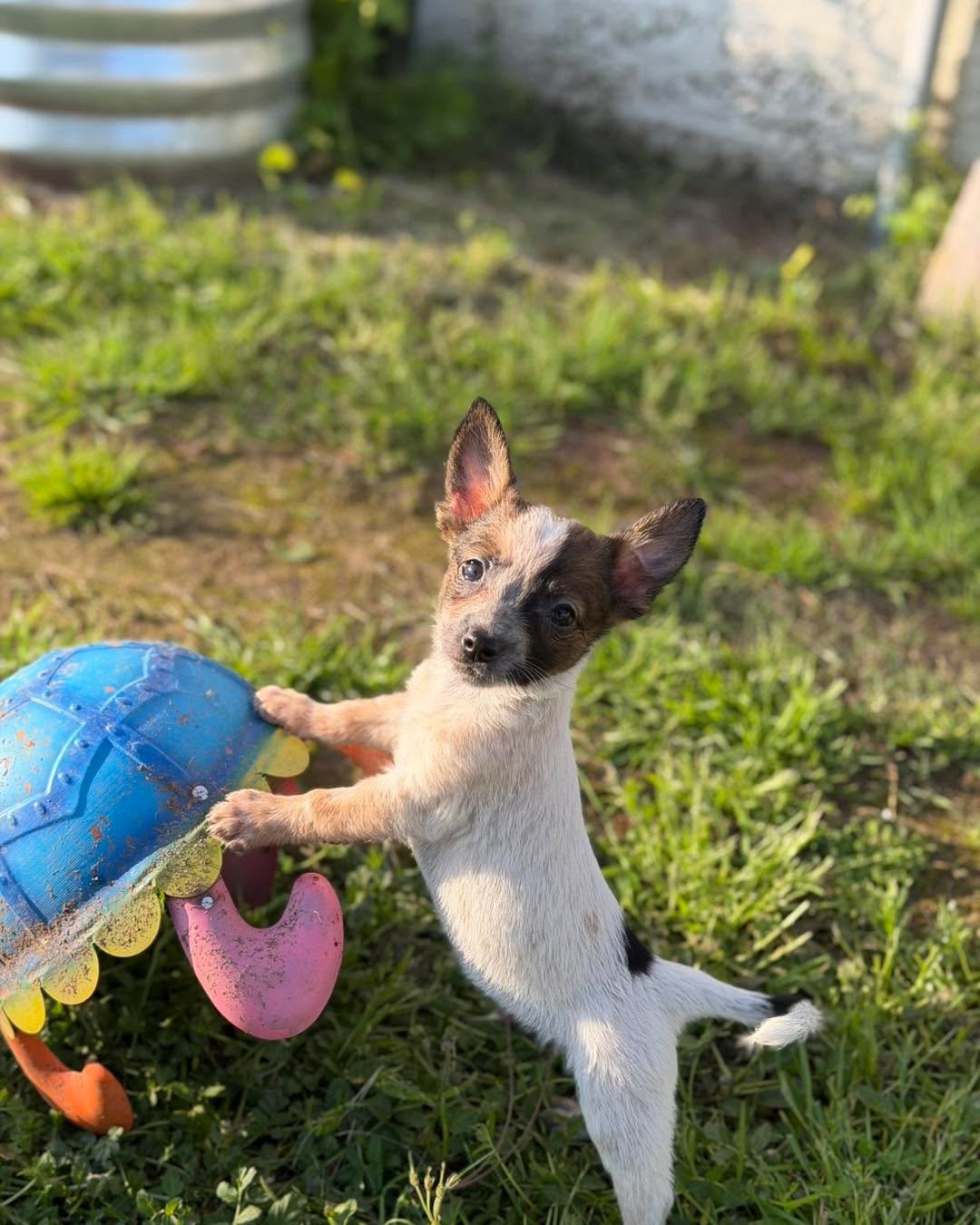 🐾 Tiny Paws, Big Love! 🐾

We currently have quite a few small puppies in our care who are ready to find their forever homes! These little ones are full of personality, puppy kisses, and playful energy. If you&rsquo;ve been thinking about adding a n