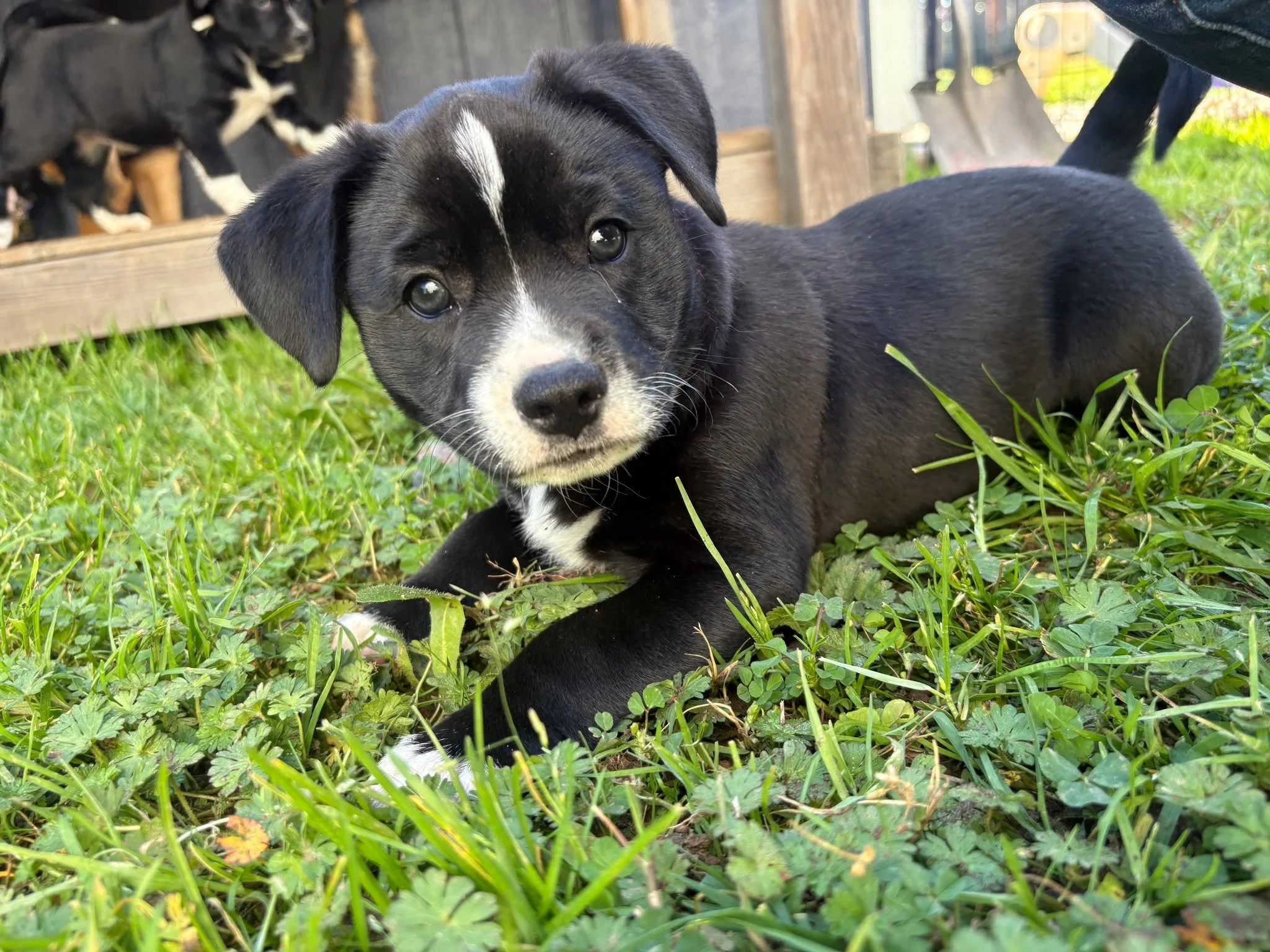 ✨ The countdown to our Fosters &amp; Paws Gala is officially on&hellip; and we could not be more excited! 🐾

One of the things we look forward to most every year (besides the puppies, of course!) is the FOOD&hellip; and this year we are beyond thril