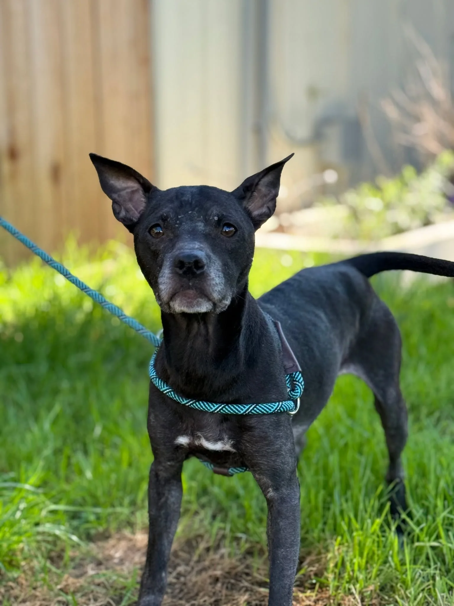 🐾 Adoption Event This Saturday! 🐾

Come meet some amazing pups looking for their forever homes! We&rsquo;ll be at Ben's Barketplace this Saturday, March 21st from 11 AM &ndash; 2 PM and we would love to see you there.

We have so many deserving dog