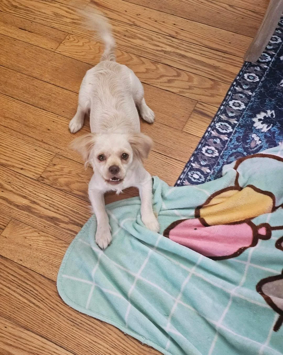 ☁️ Meet Cloud &mdash; and she&rsquo;s ready to float right into your heart. 🐾

This sweet girl just finished raising her own litter of puppies, and now it&rsquo;s finally HER turn to be loved on. Cloud is about 4 years old and an absolute gem &mdash