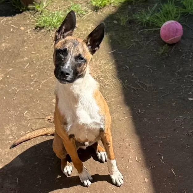🐾 Meet Ranch &mdash; 💯 certified good boy 🤍

Ranch may be a giant puppy, but at his core, he&rsquo;s just a soft, sweet soul who wants to feel safe, loved, and understood.

He does wonderful with dogs of all sizes and has such a gentle way about h