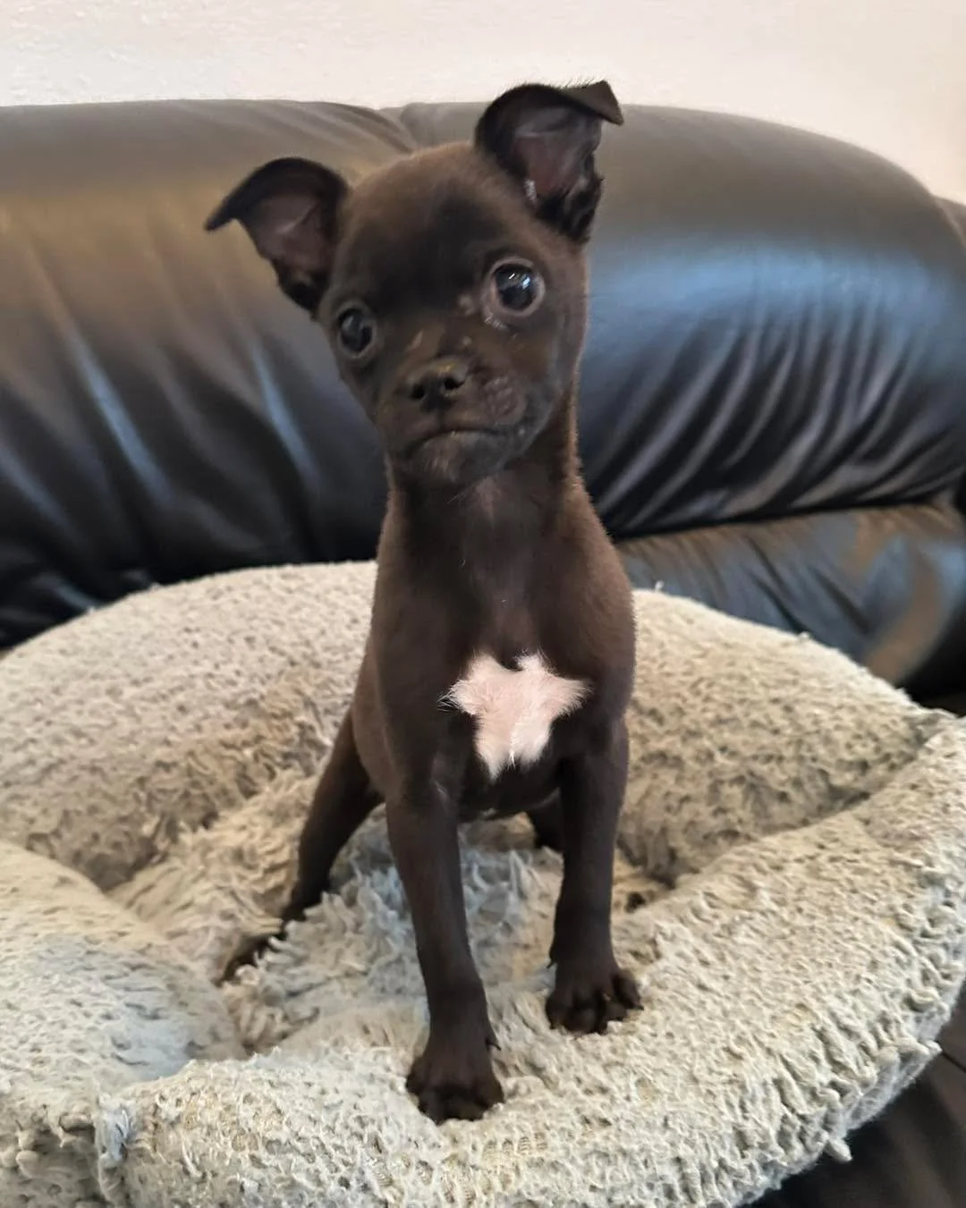 🚨 PUPPIES. PUPPIES. PUPPIES. 🚨 

Big pups. Tiny pups. 
Fluffy coats. Sleek coats. 
Sassy ones. Sweet ones. 
Zoomie experts AND professional nappers. 

Basically&hellip; your perfect match is waiting. 🐾 

Whether you want a hiking buddy, a couch cu