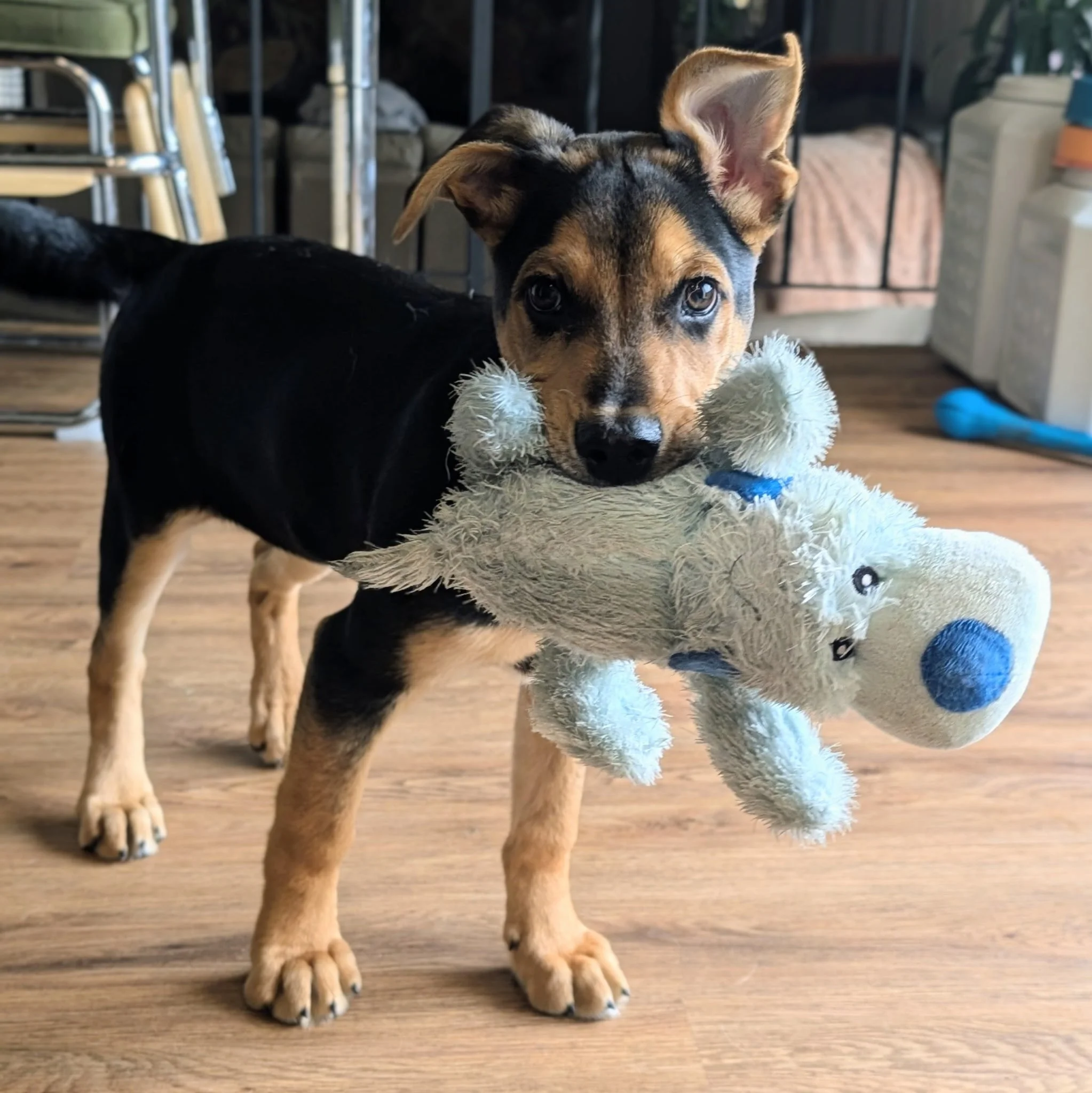 Adoption Event Pet Food Express