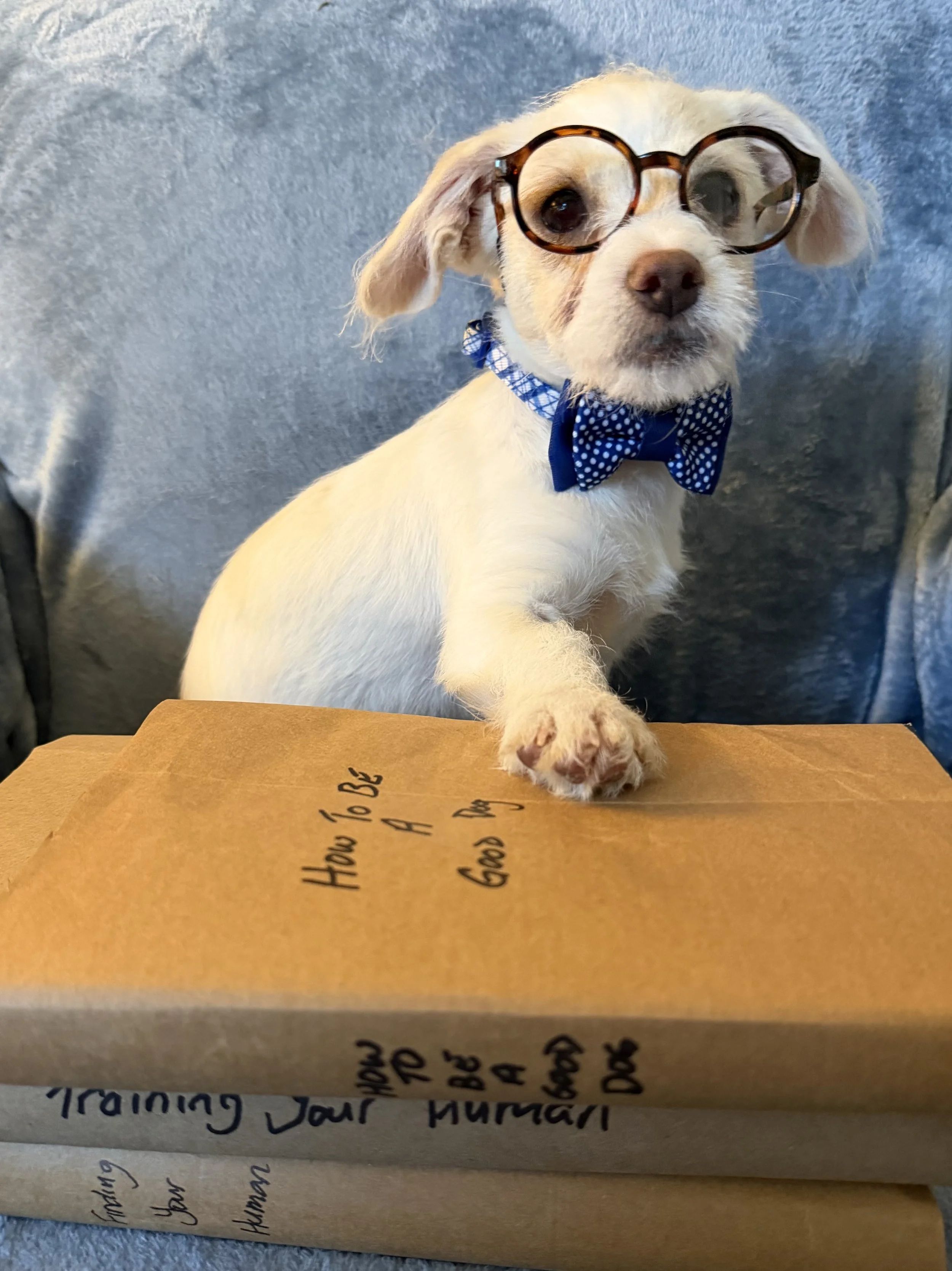 CANCELED - Kitchen747 Adoptions!