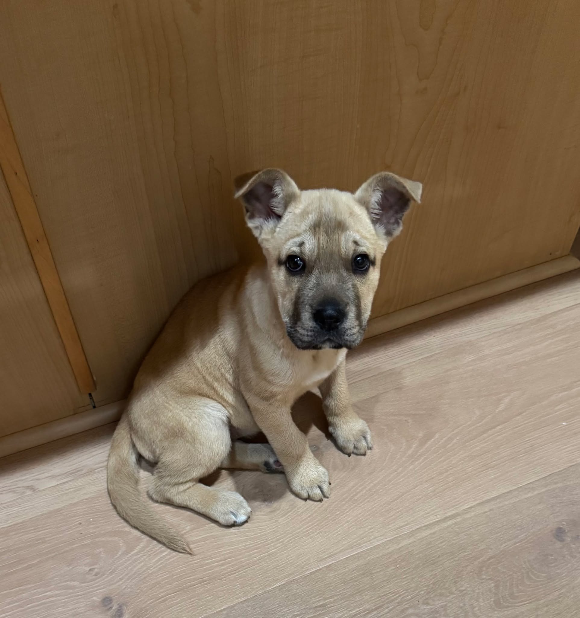 Okay&hellip; we need to talk about Sharpie. ✍️🐾

Yes, we know. The name is not groundbreaking. We saw a Shar Pei and said &ldquo;Sharpie&rdquo; and called it a day. Creativity level: 2/10. But SHE? 15/10. Absolute icon.

Sharpie is just over 3 month