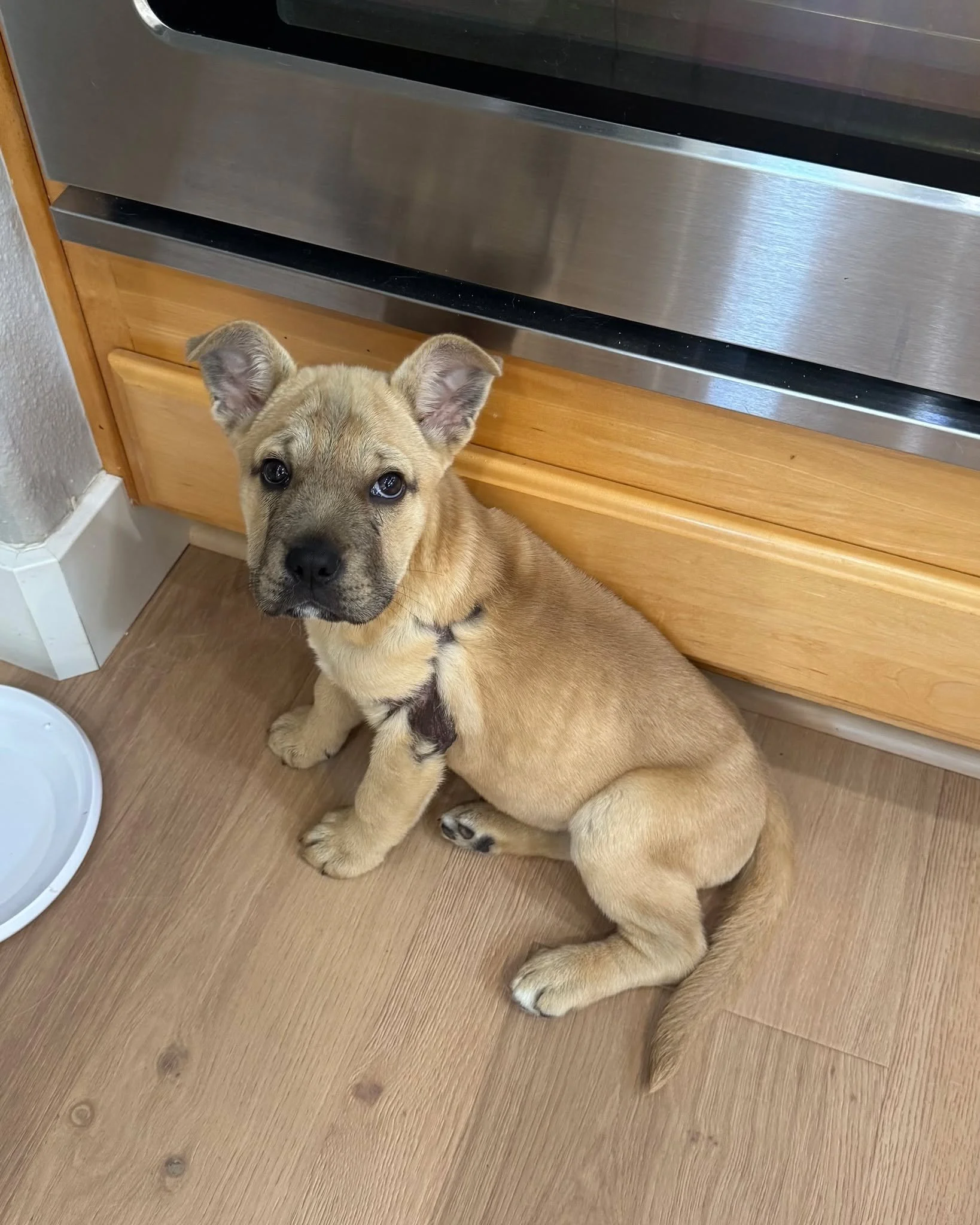 🐣🐶 EGG-cuse us&hellip; did someone say puppies AND Easter eggs?! 🐶🐣

Hop on over to Pet Food Express in Roseville on April 4th from 11&ndash;2pm because our adorable little fluff nuggets are on a VERY important mission&hellip;

🥚 Hunting Easter 