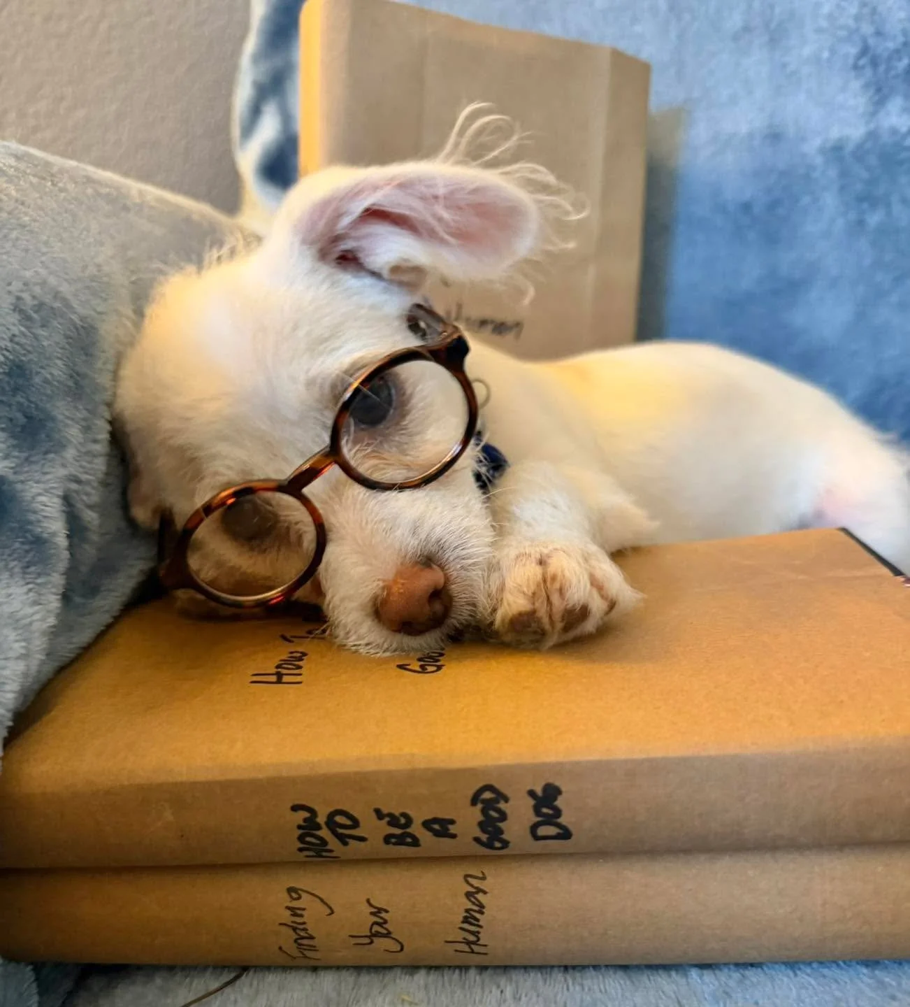 🐾 Puppy Alert! 🐾

Looking for your new best friend? We&rsquo;ve got you covered! Join us this Saturday, April 4th from 11 AM &ndash; 2 PM at Pet Food Express in Roseville where some of our adorable, adoptable puppies will be hanging out and ready t