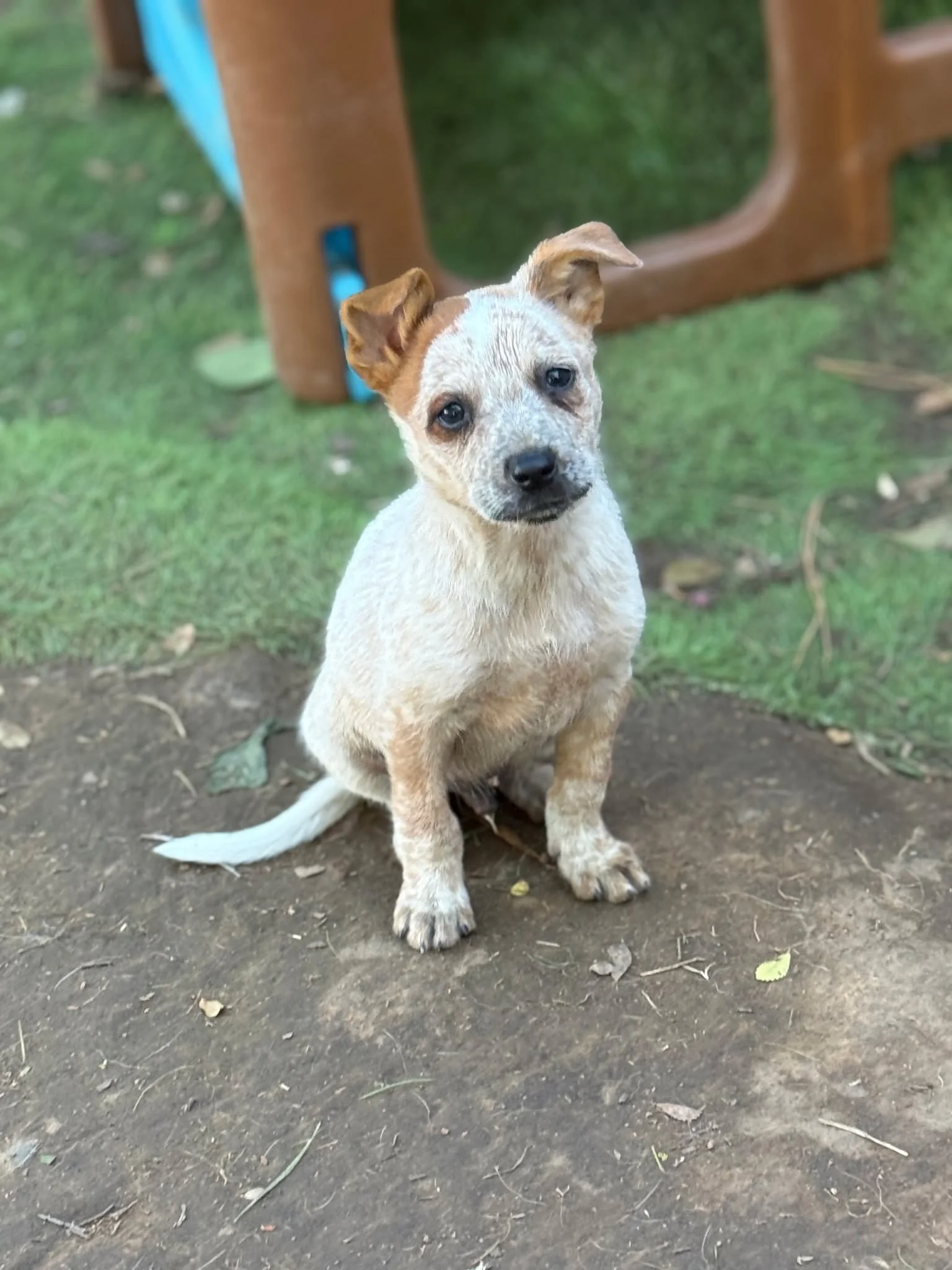 Holy herding dogs!!! 🐾 Who&rsquo;s ready for the SWEETEST little heelers you&rsquo;ve ever met?!

These adorable pups joined us a few months ago all the way from Oakland (what a bunch of herding dogs were doing in Oakland is anyone&rsquo;s guess 😄)