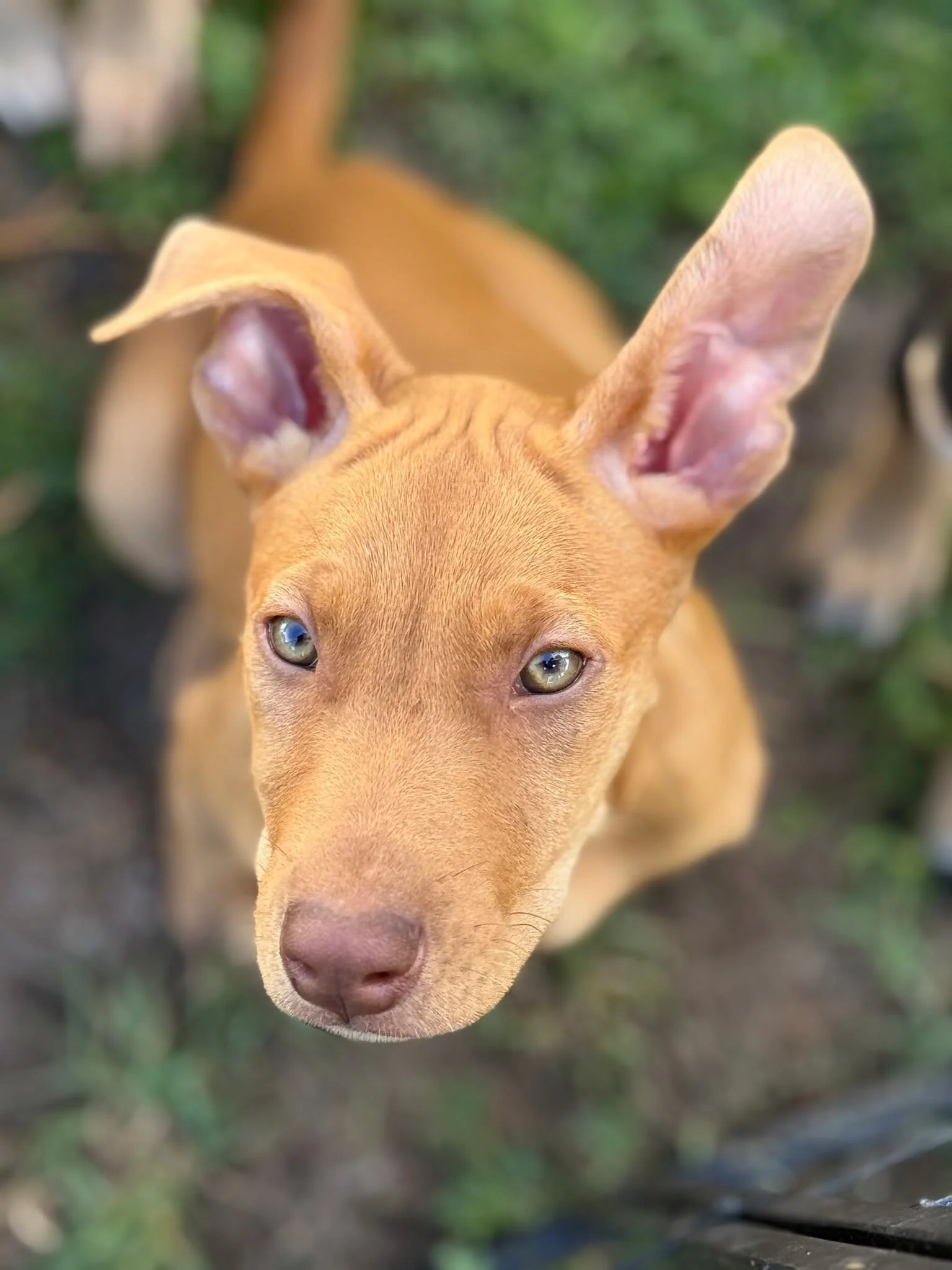 Our BIGGEST puppies are ready for their forever homes! 🐶💛

These sweet pups are just shy of 3 months old and already off to an amazing start&mdash;they are fixed, microchipped, and have received 2 vaccines!

They are smart, sweet, crate trained, an