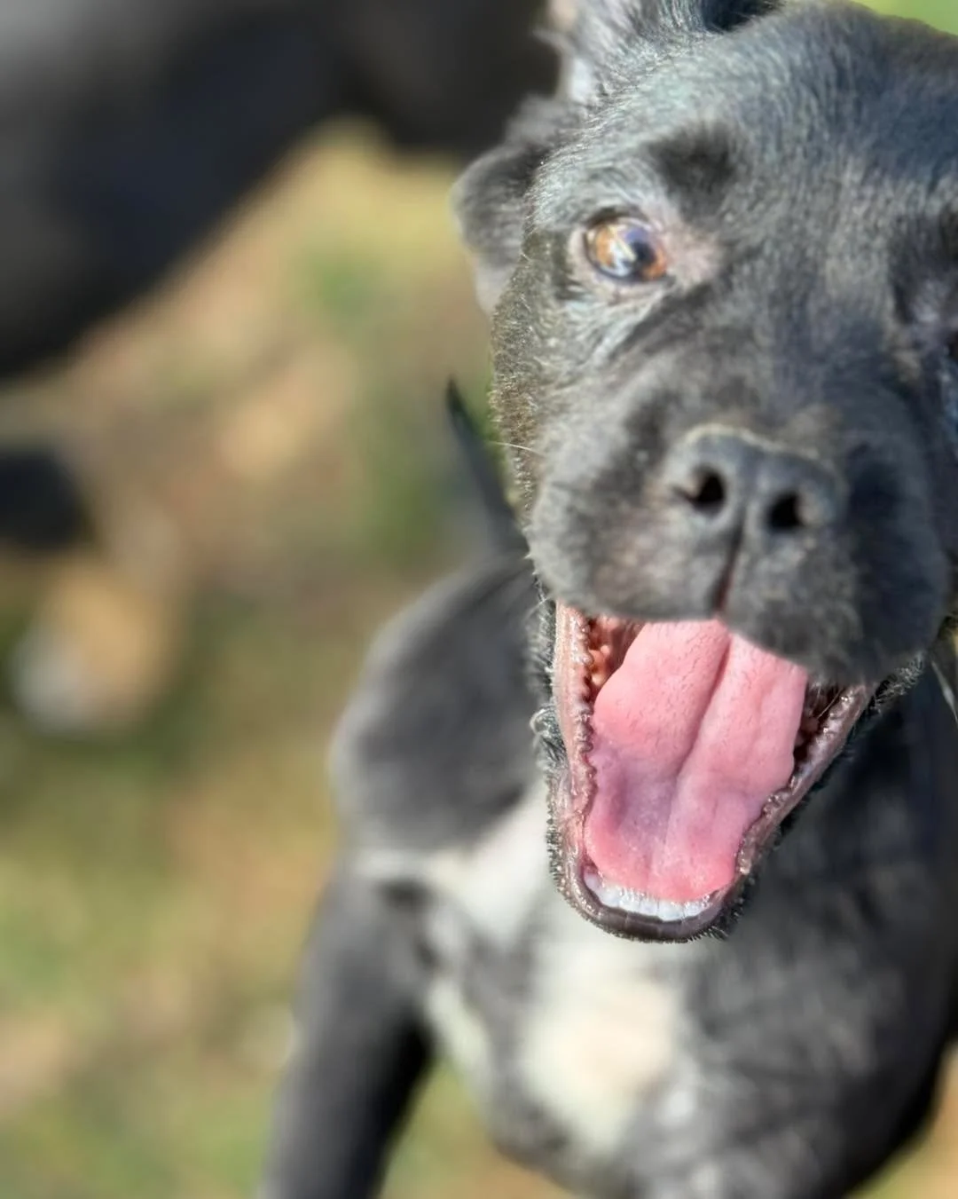 We are officially a little over ONE WEEK AWAY from our 🎉 2nd Annual Gala at the Auburn Fairgrounds!

We can&rsquo;t wait to celebrate with you all &mdash; it&rsquo;s going to be such a special night ✨ 
🍽️ Delicious food by our friends at Kitchen747