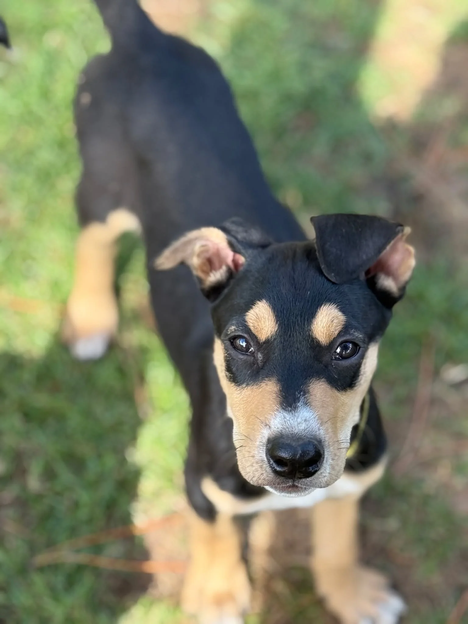 🚨 PUPPY ALERT 🚨

These 3-month-old babies are&hellip; how do we say this nicely&hellip; still buffering 😂
Picture this: giant paws, extra-long legs, and absolutely ZERO idea what to do with them. It&rsquo;s giving:

💭 &ldquo;Walk forward? Or trip
