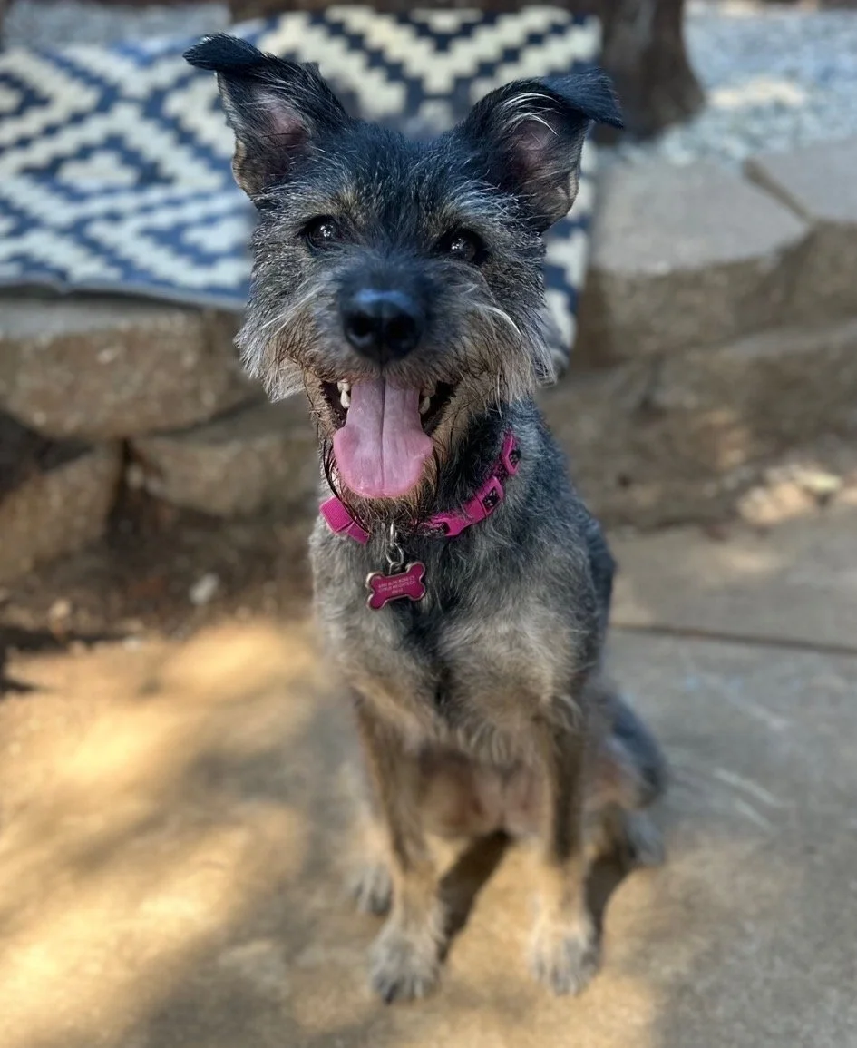 Adoption Event Bens Barketplace - Citrus Heights