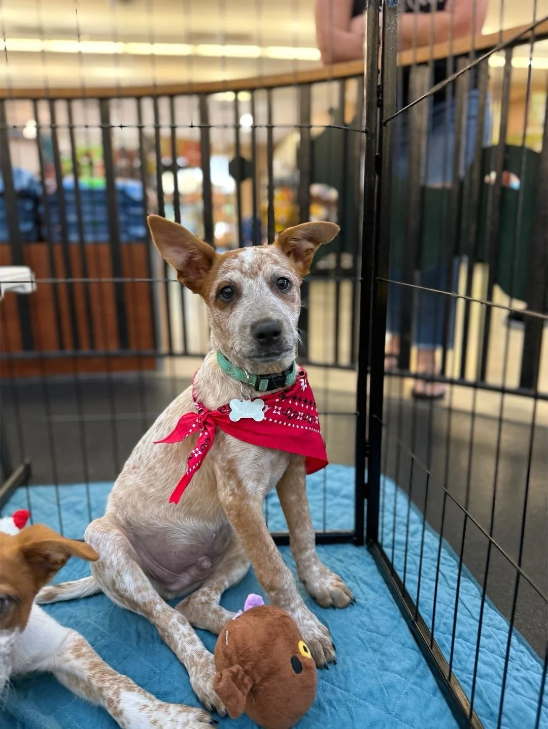 Kitchen747 Adoptions!
