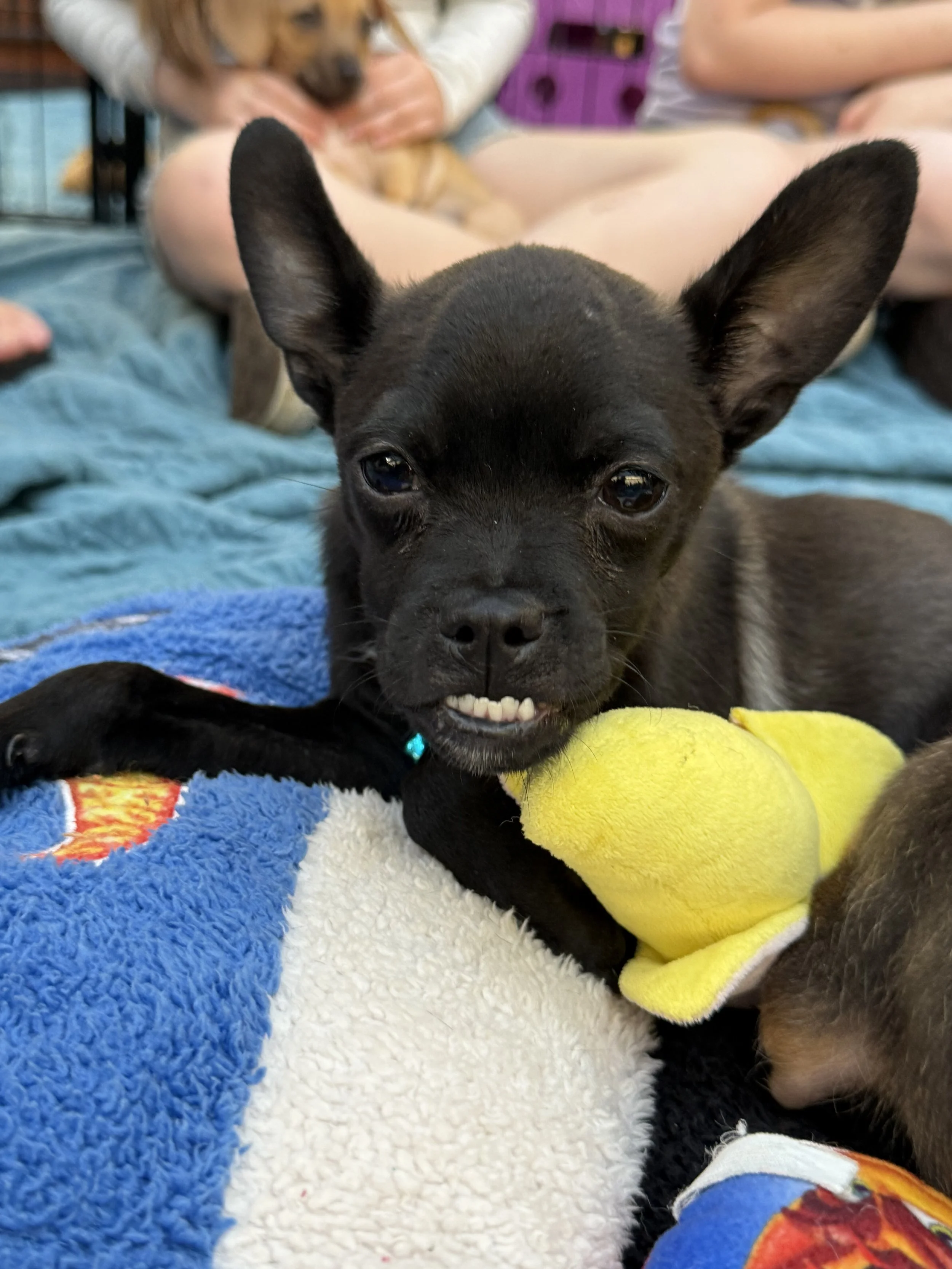 Adoption Event Bens Barketplace - Citrus Heights