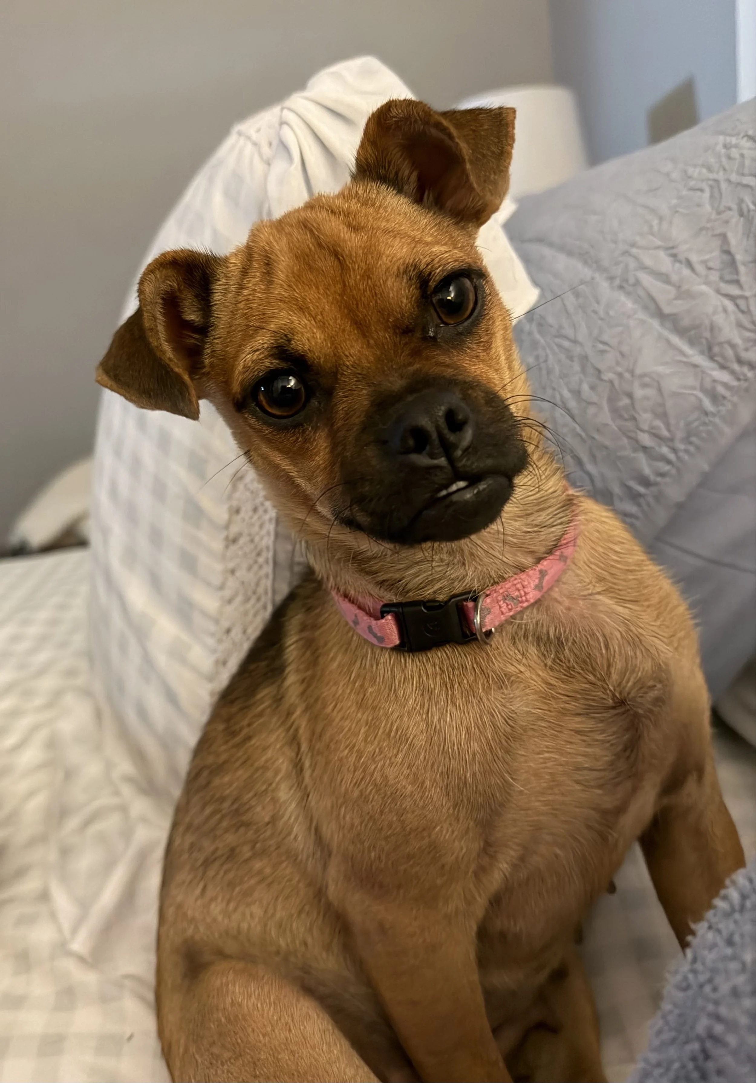 Adoption Event